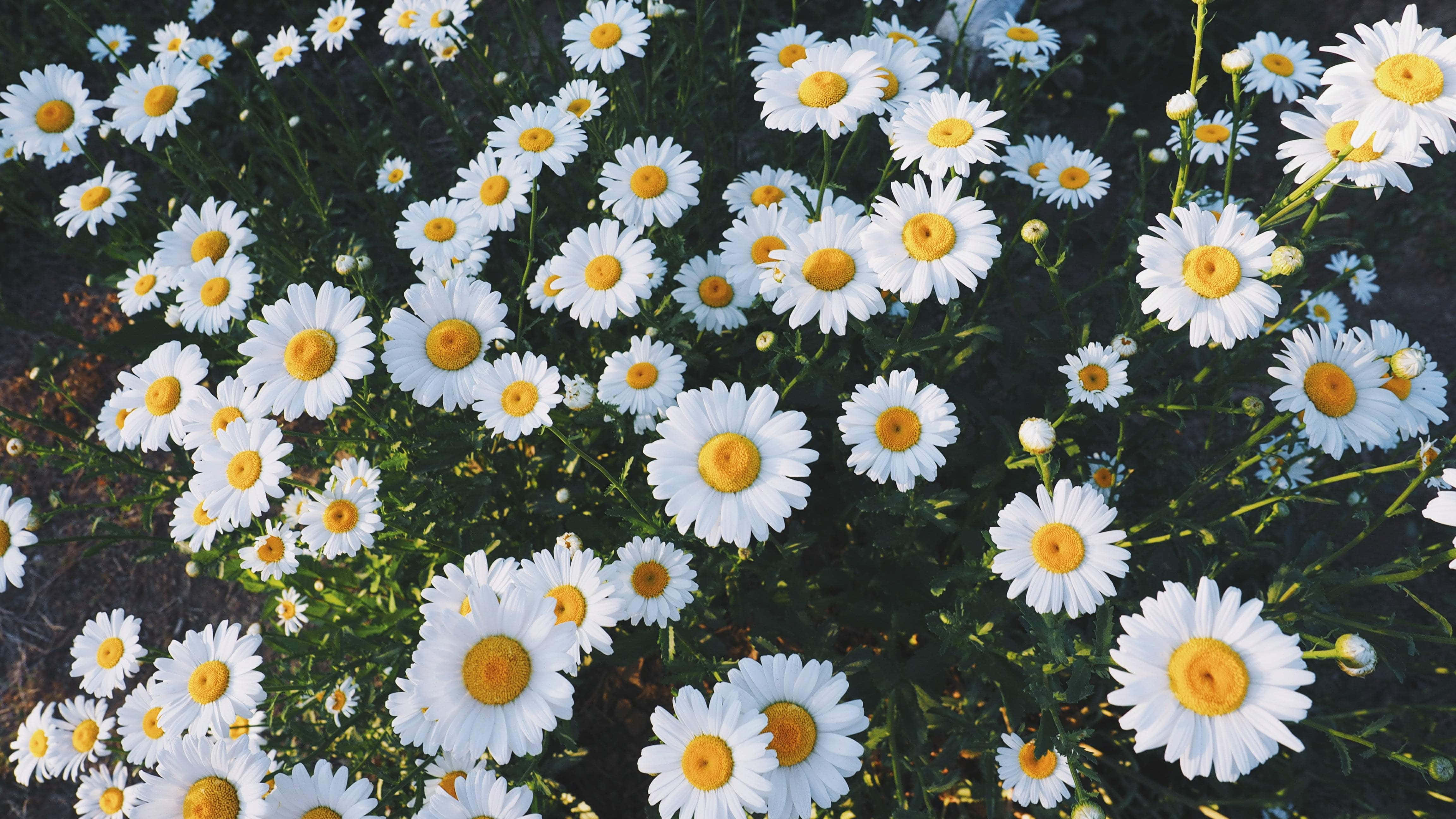 Daisy, white daisies, bright yellow centers, 4K Desktop Wallpaper