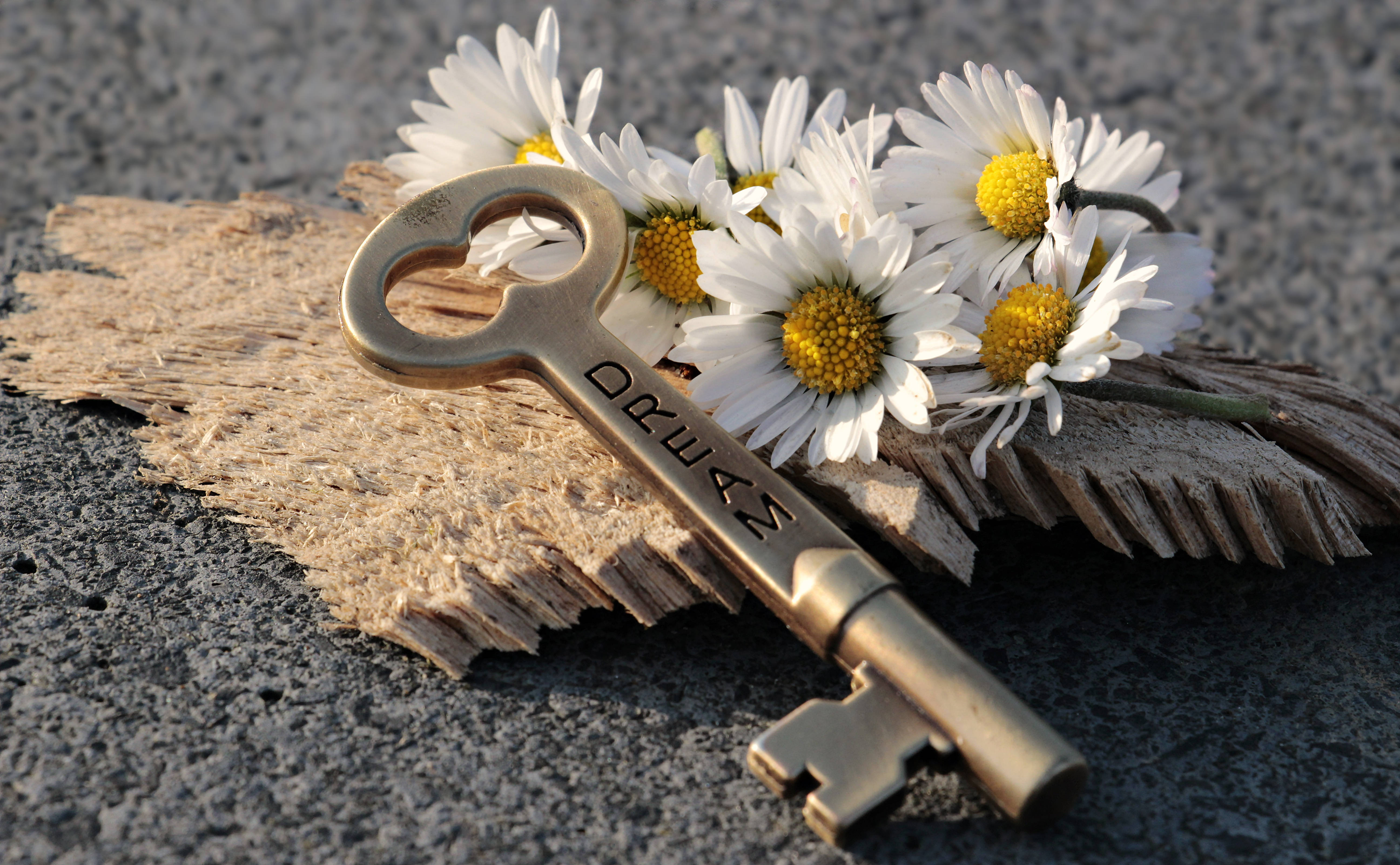 vintage brass key, heart-shaped bow, fresh daisies, 5K Desktop Wallpaper