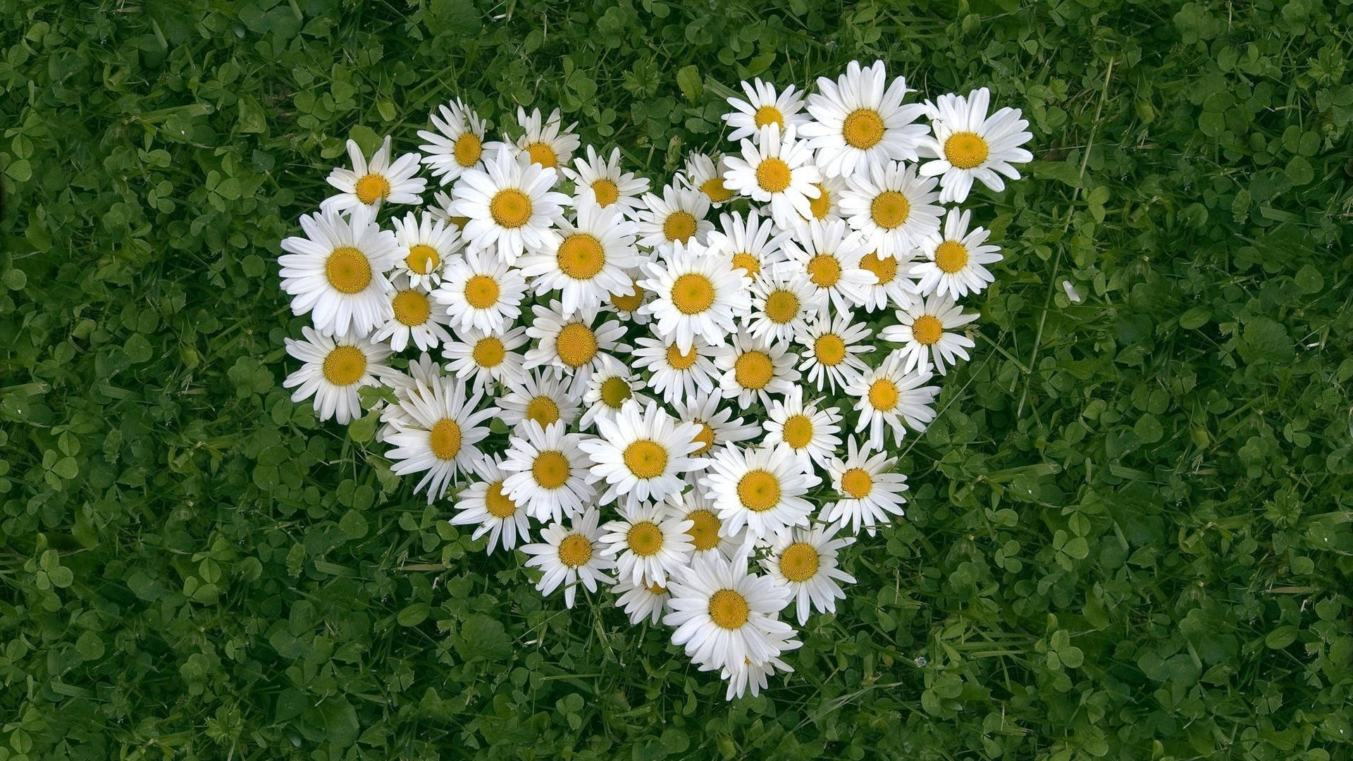 Daisy, heart shape, white daisies, Full HD Desktop Wallpaper