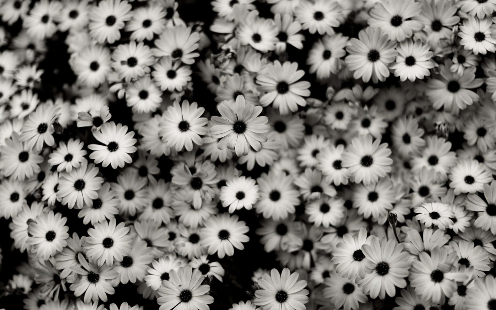 monochrome daisies garden, daisies, white petals, Full HD Desktop Wallpaper