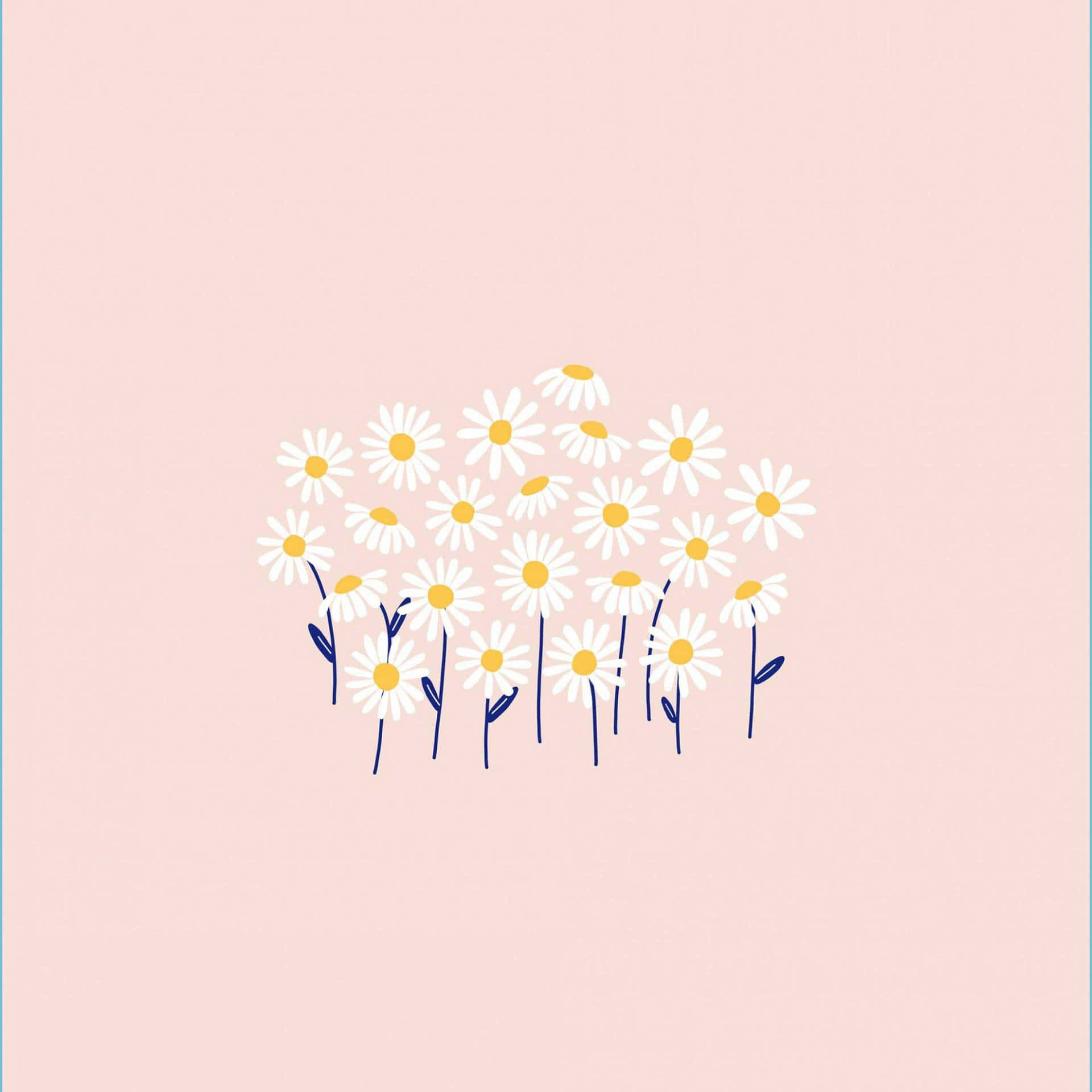 daisy, pink, white daisies, Full HD Desktop Wallpaper