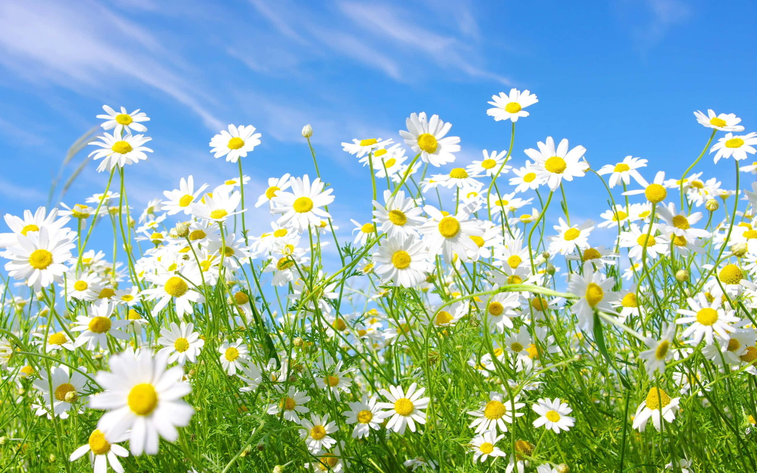 Daisy, white daisies, yellow centers, 2K Desktop Wallpaper