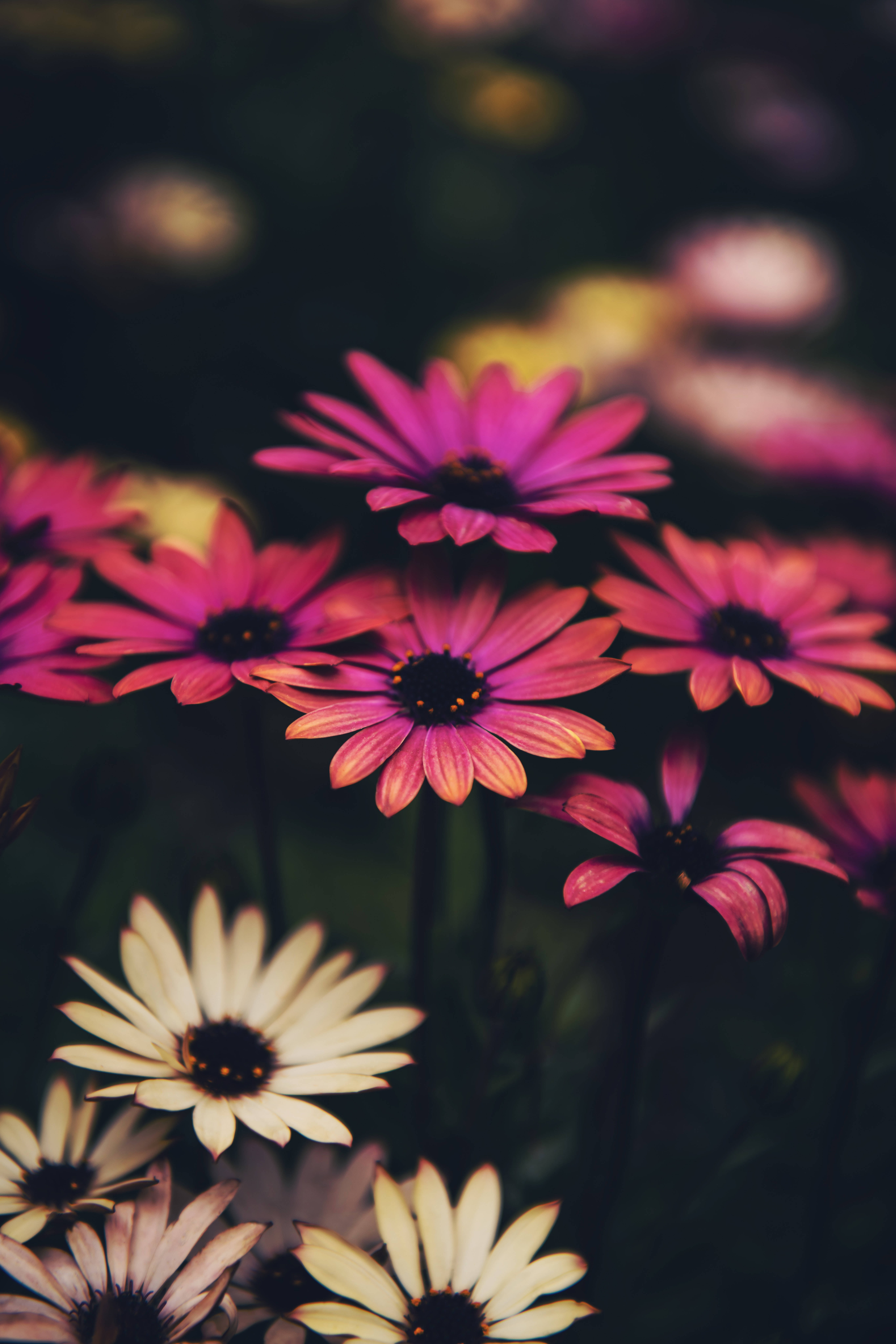 pink daisy flowers, white daisy flowers, dark blurred garden backdrop, 8K Phone Wallpaper