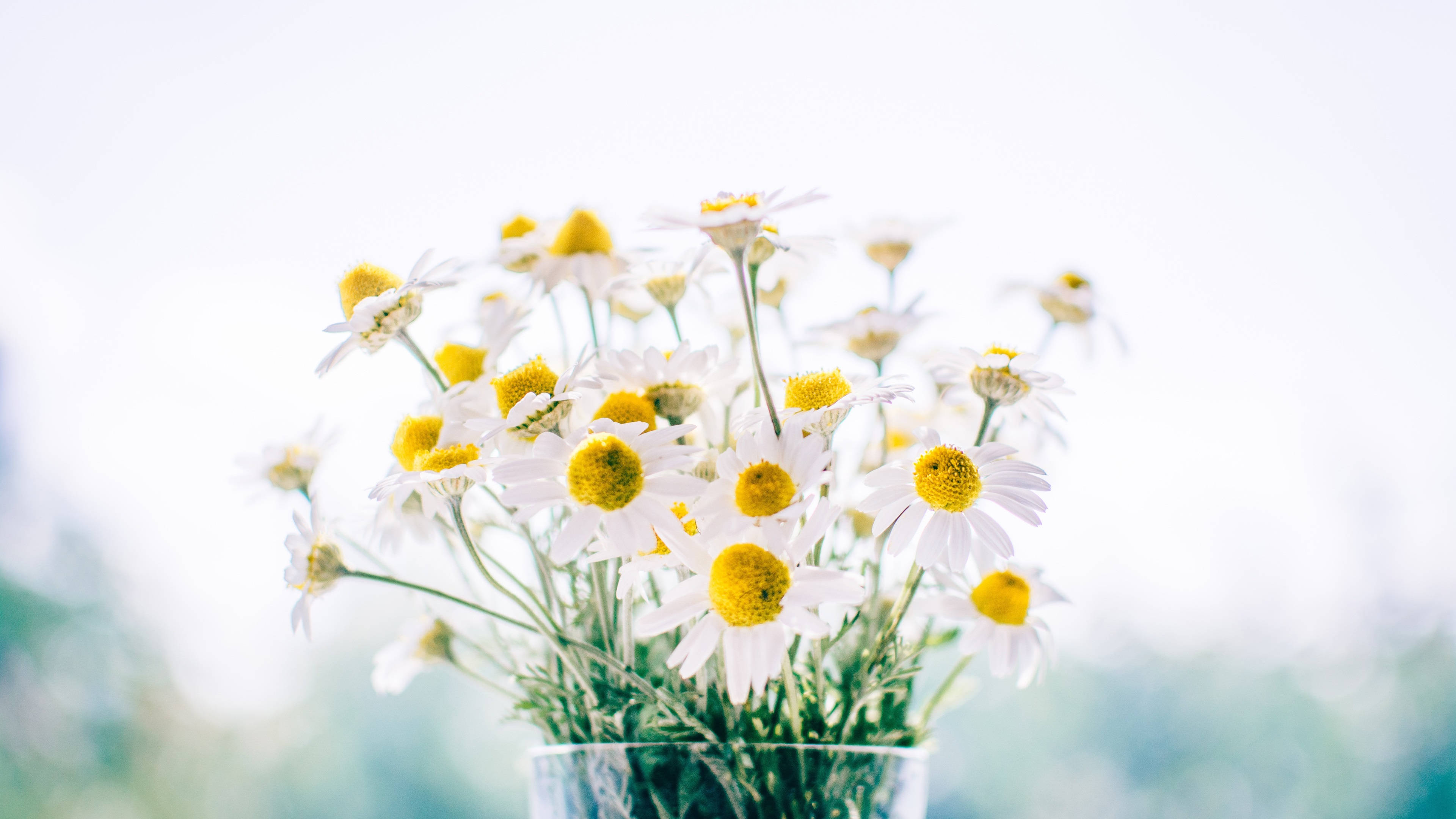 daisy, white daisies, yellow centers, 4K Desktop Wallpaper