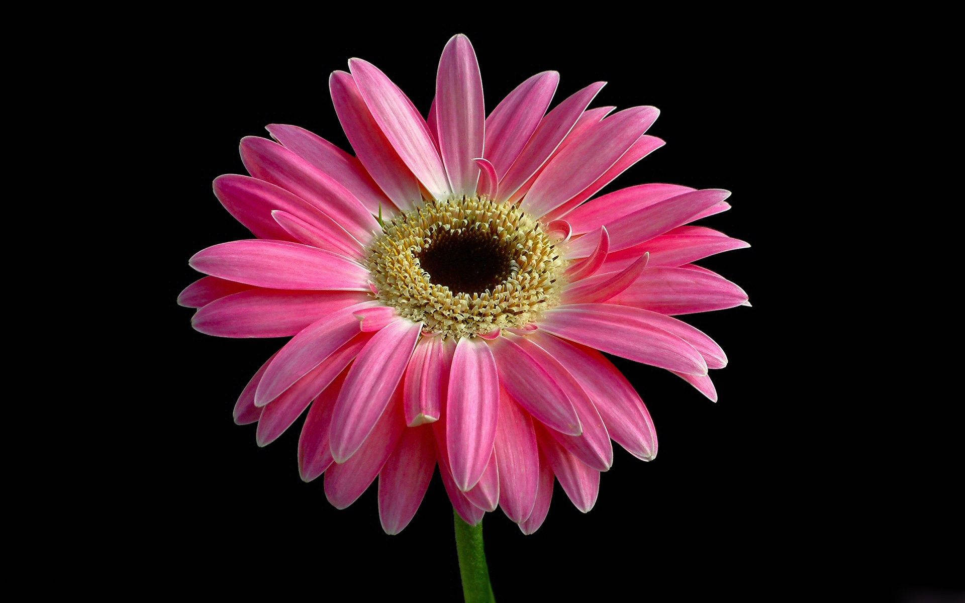 pink gerbera daisy, vibrant pink, delicate petals, Full HD Desktop Wallpaper