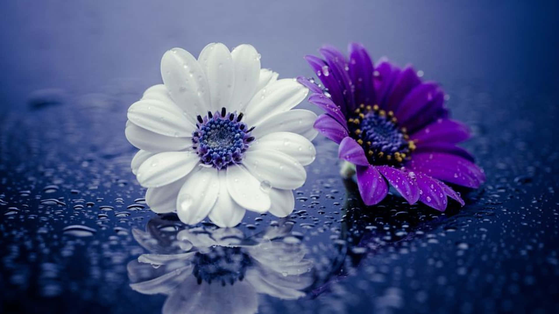 white and purple daisy, wet reflective surface, cool blue light, Full HD Desktop Wallpaper