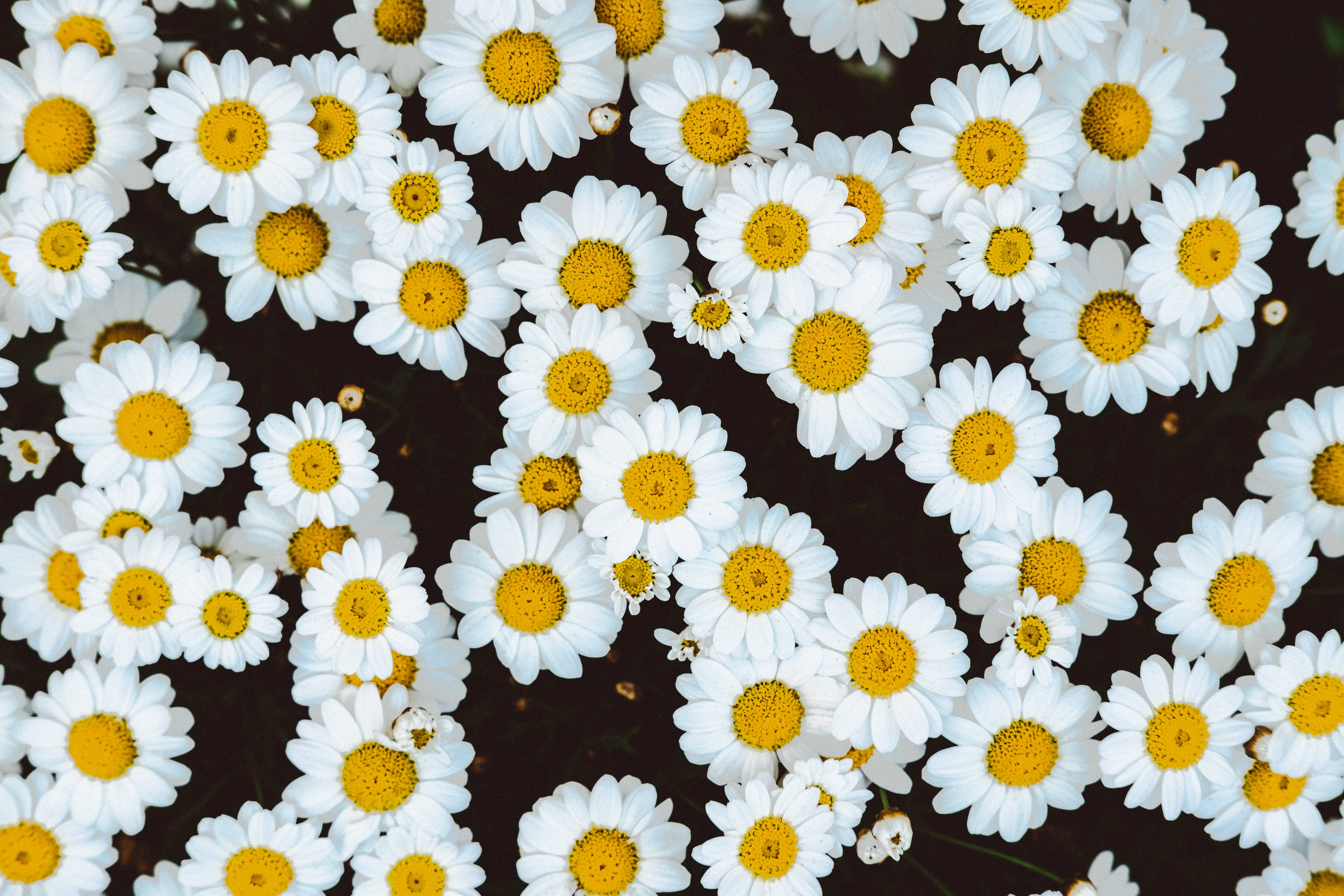 exquisite bloom, white daisies, bright yellow centers, 4K Desktop Wallpaper