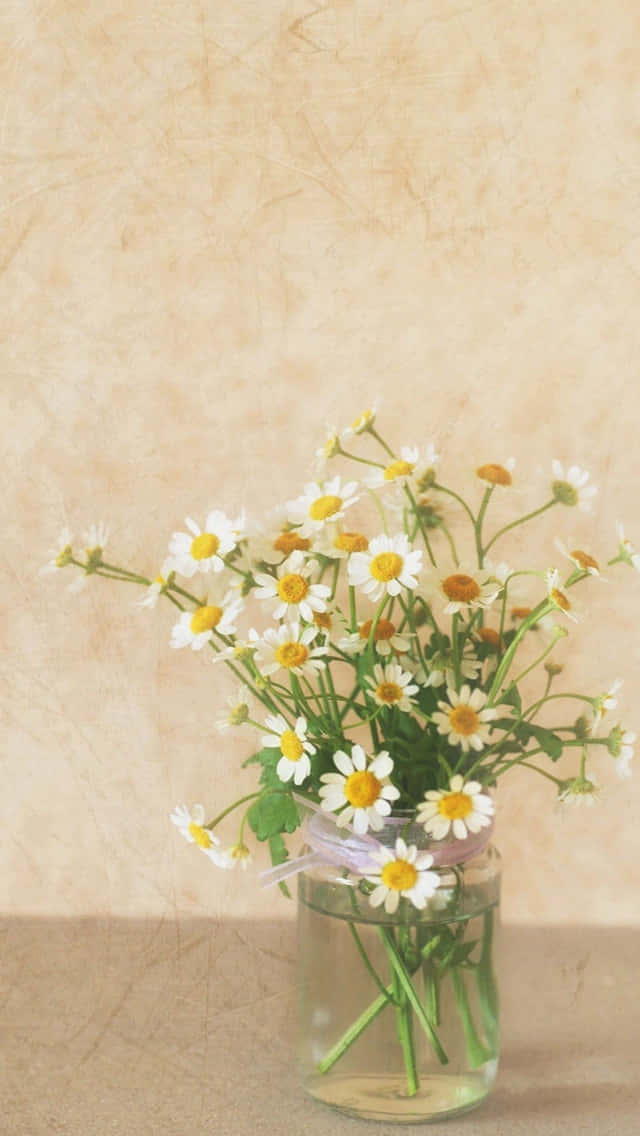bouquet of spring daisy, white daisies, yellow centers, SD Phone Wallpaper