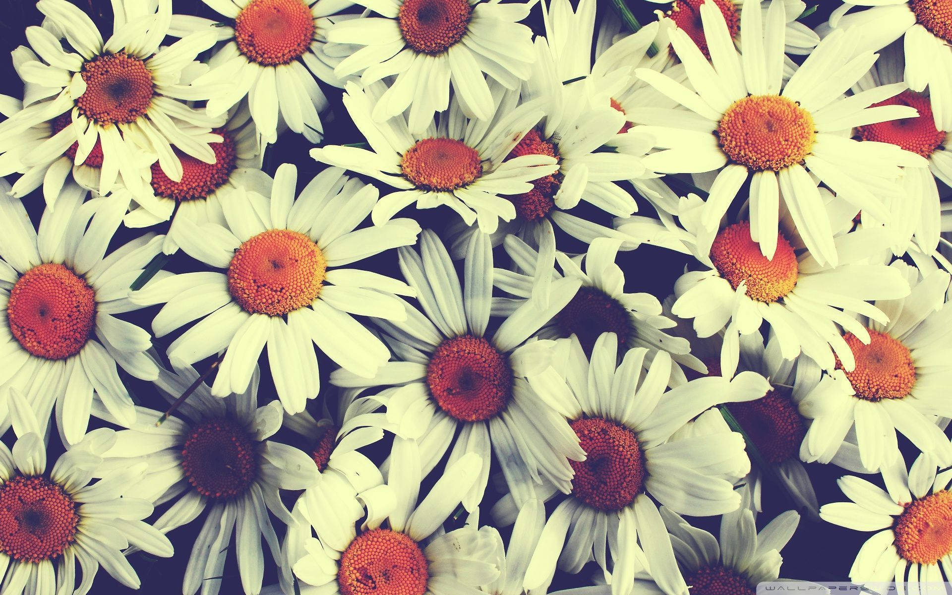 white daisies, vibrant orange centers, vintage-toned, Full HD Desktop Wallpaper