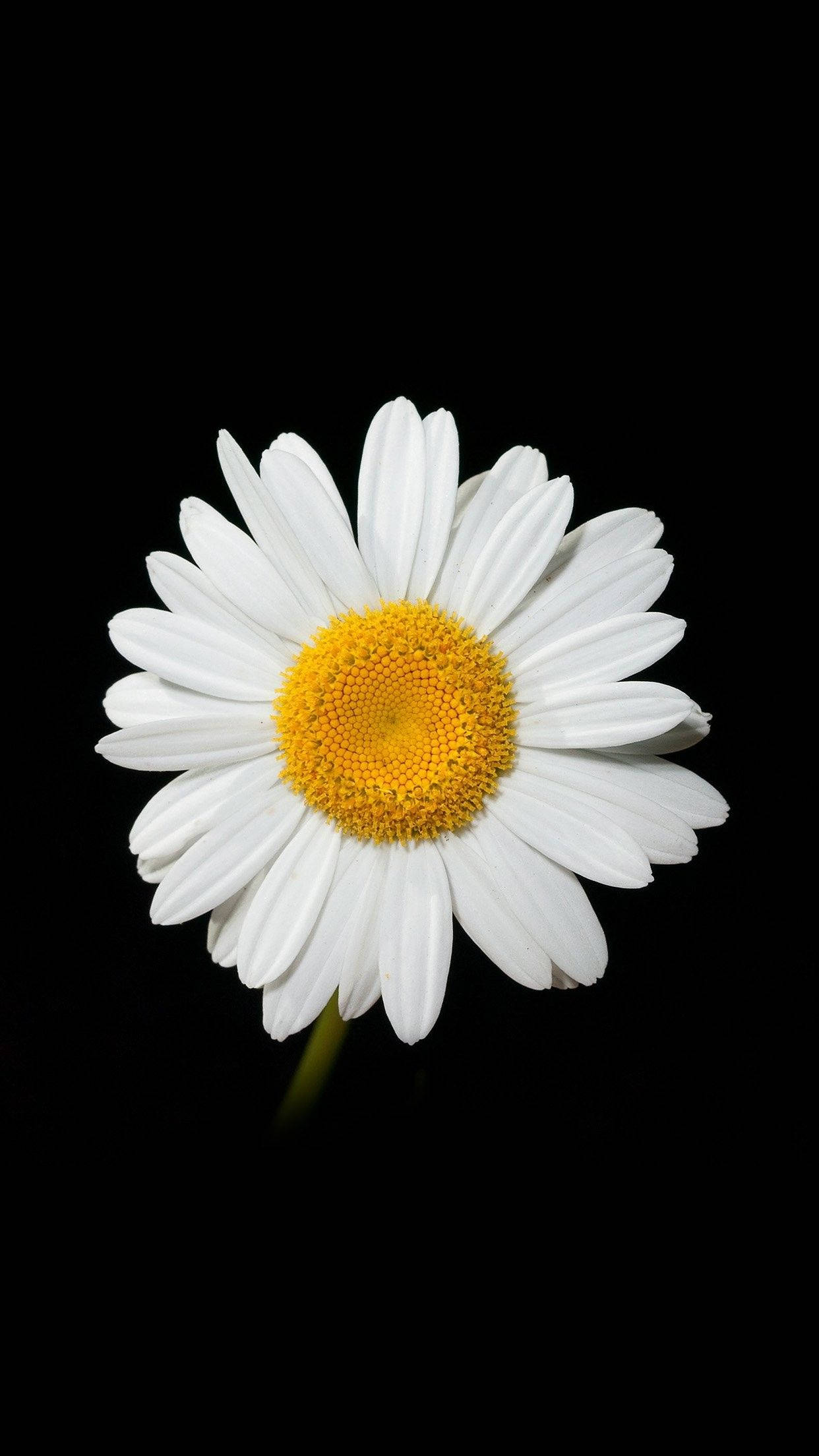 white daisy, black background, vibrant yellow center, Full HD Phone Wallpaper