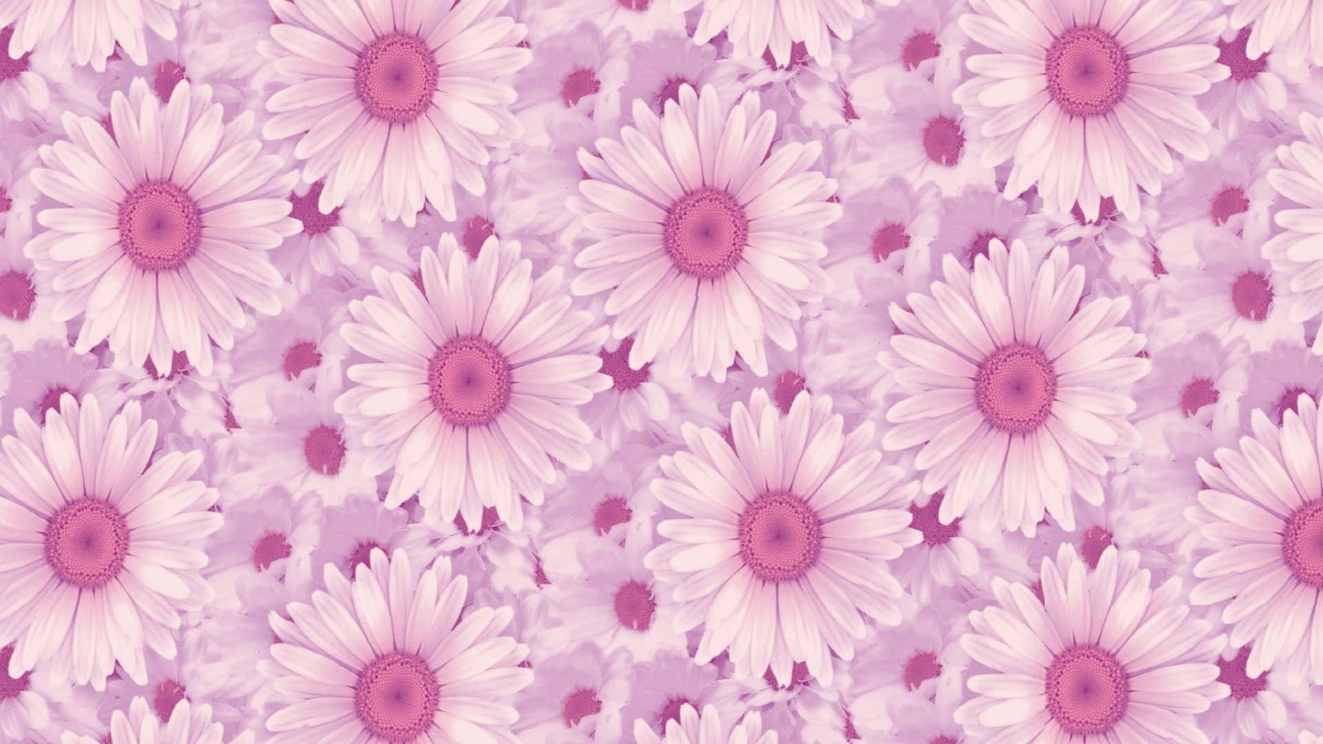 Daisy Flower, pastel pink, white petals, Full HD Desktop Wallpaper