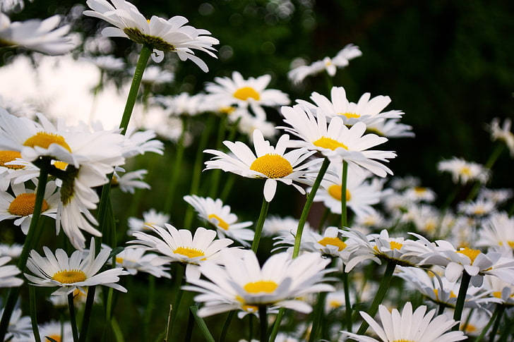 daisy, white daisies, yellow centers, SD Desktop Wallpaper