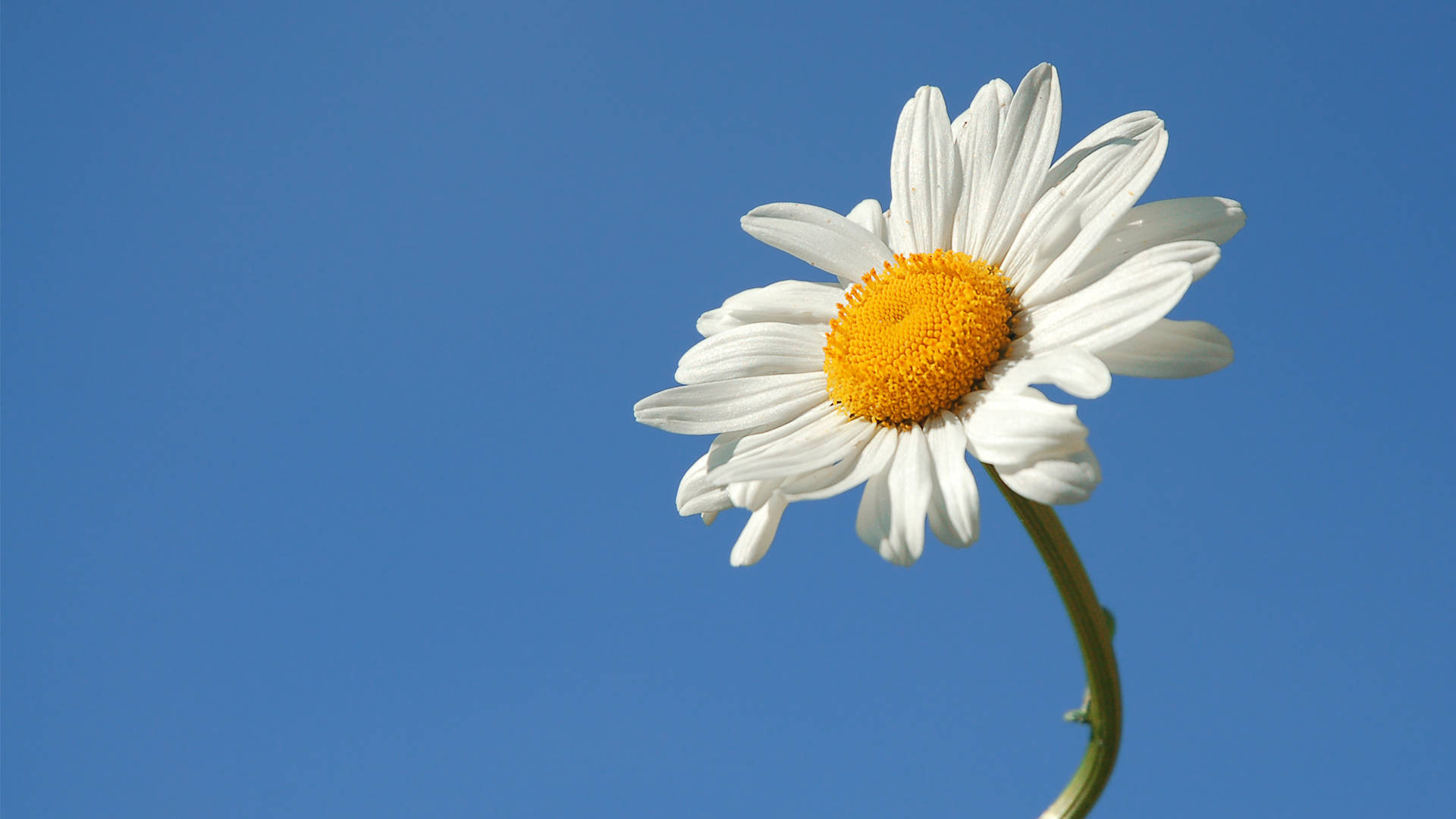 white daisy, vibrant yellow center, clear blue sky, Full HD Desktop Wallpaper