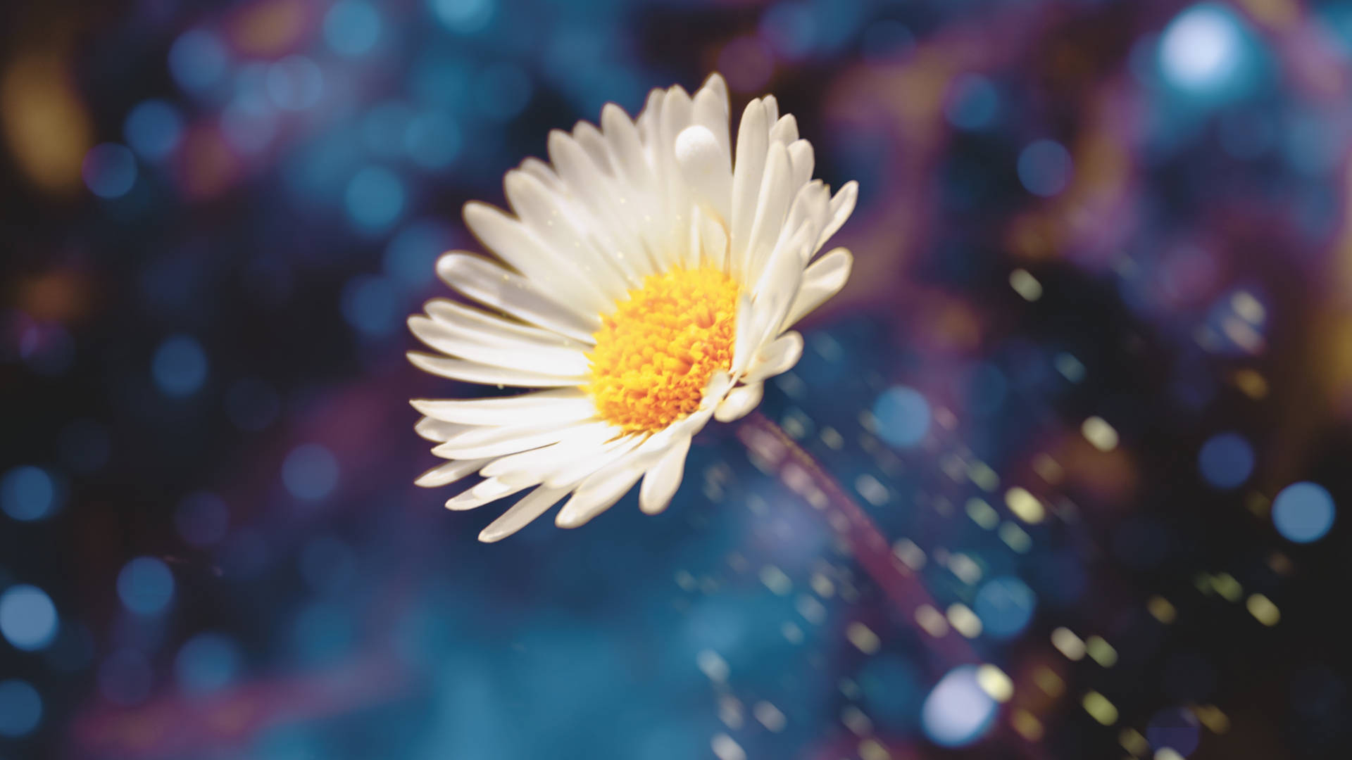 white daisy, bright yellow center, dreamy blue and purple bokeh background, Full HD Desktop Wallpaper