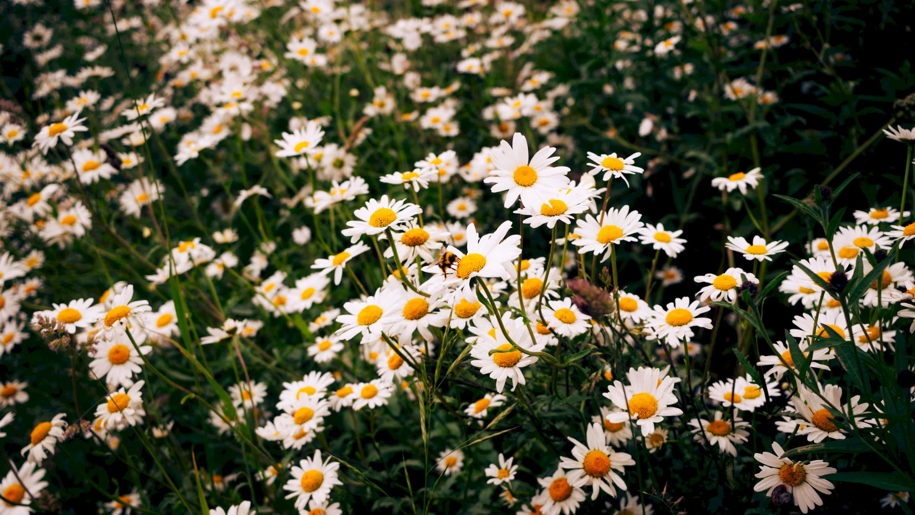 Daisy, sunlit field, white daisies, 2K Desktop Wallpaper