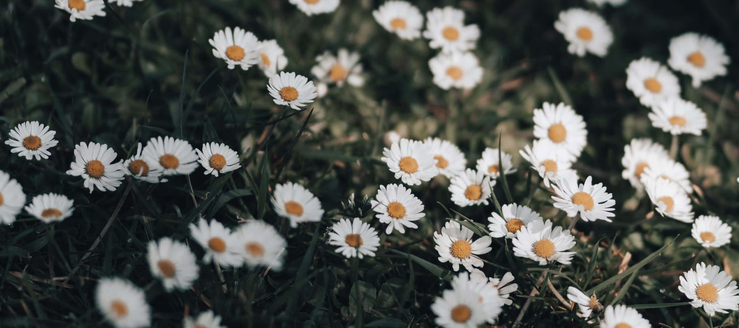 Daisy, white daisies, yellow centers, 2K Desktop Wallpaper