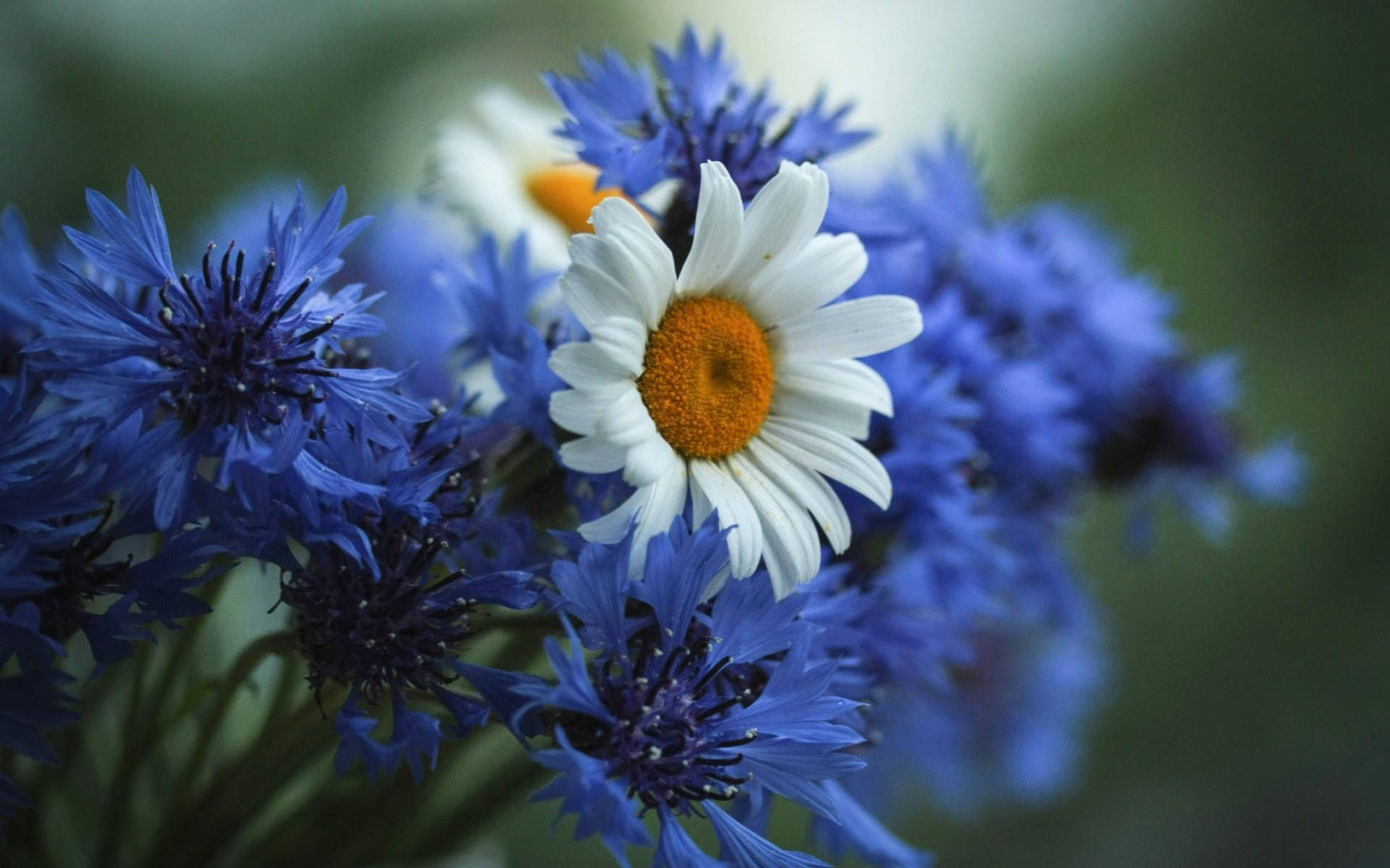 daisy, golden center, deep blue cornflowers, Full HD Desktop Wallpaper