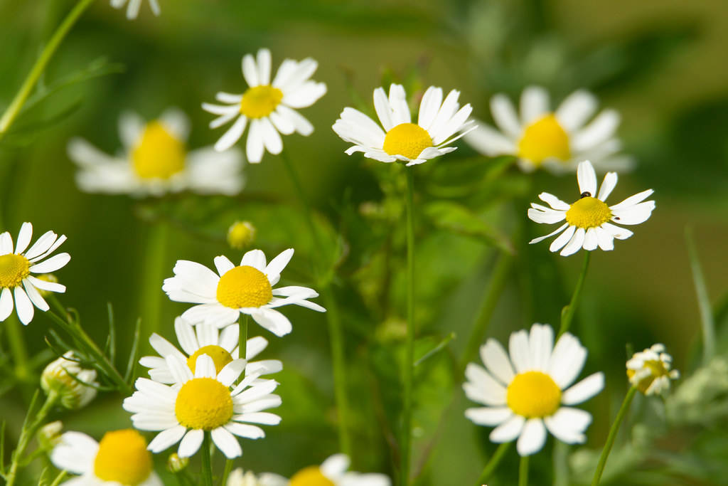 Daisy Field 4K, white daisies, bright yellow centers, SD Desktop Wallpaper