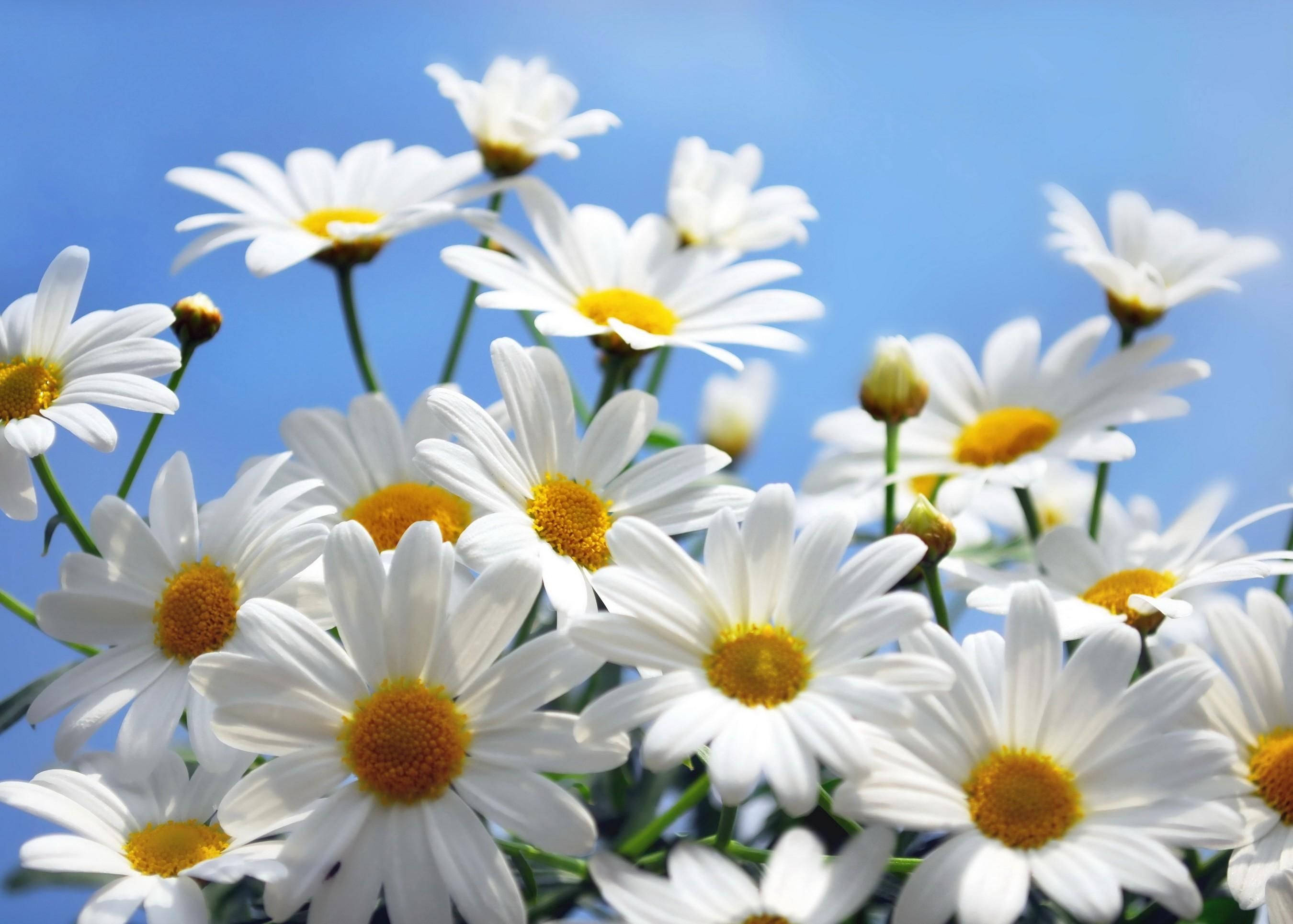 Blooming Daisies, white daisies, golden centers, 2K Desktop Wallpaper