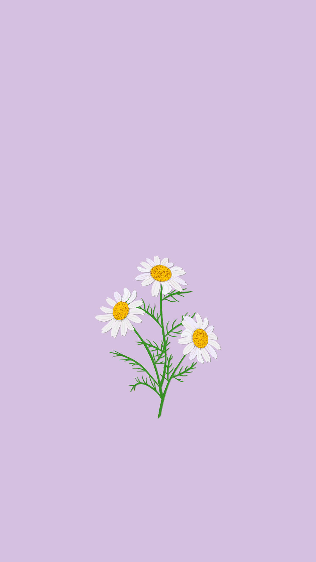 floral lilac daisies, yellow centers, green stems, Full HD Phone Wallpaper