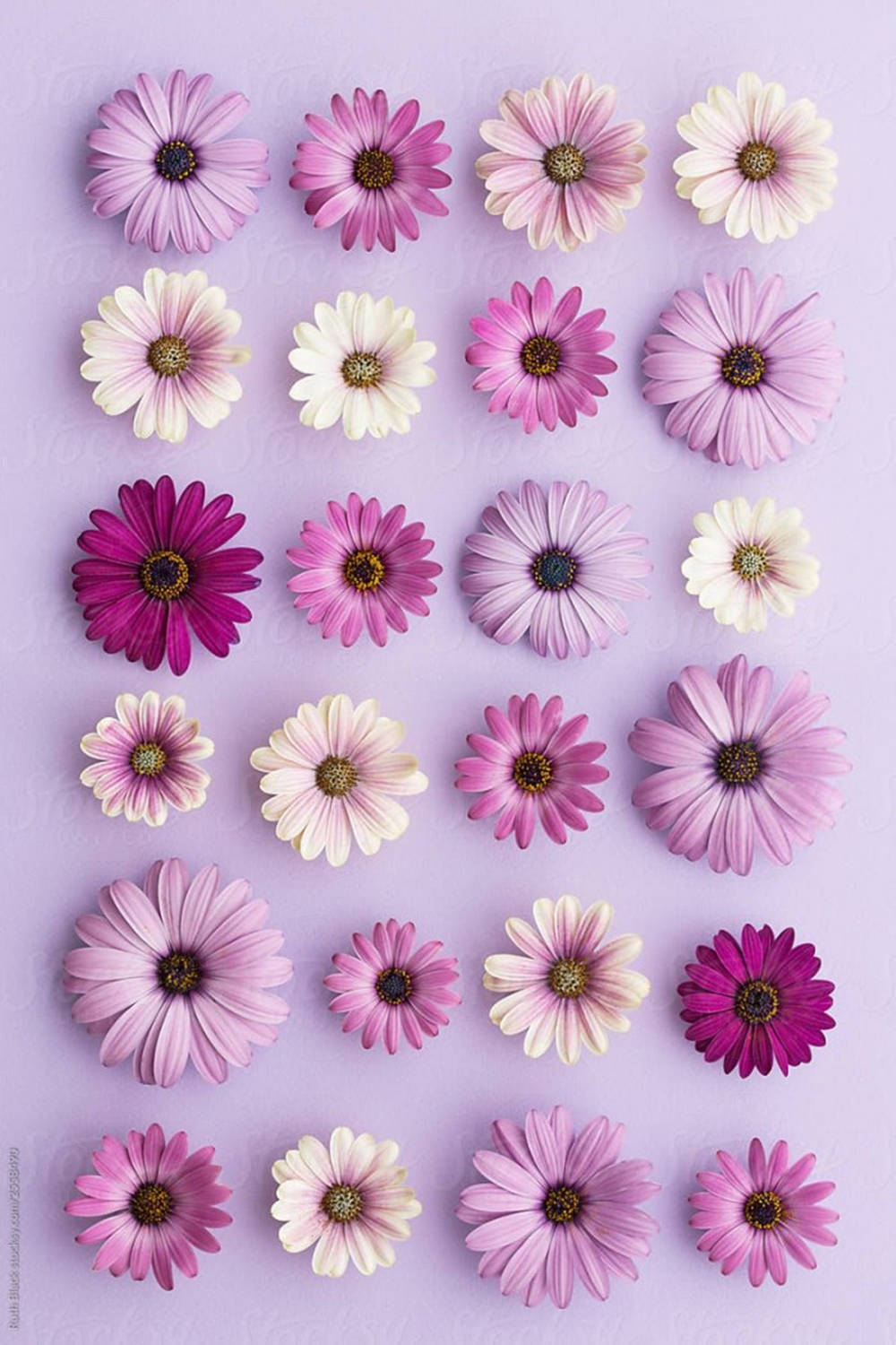 purple daisy, flat lay, vibrant pink and white daisies, HD Phone Wallpaper