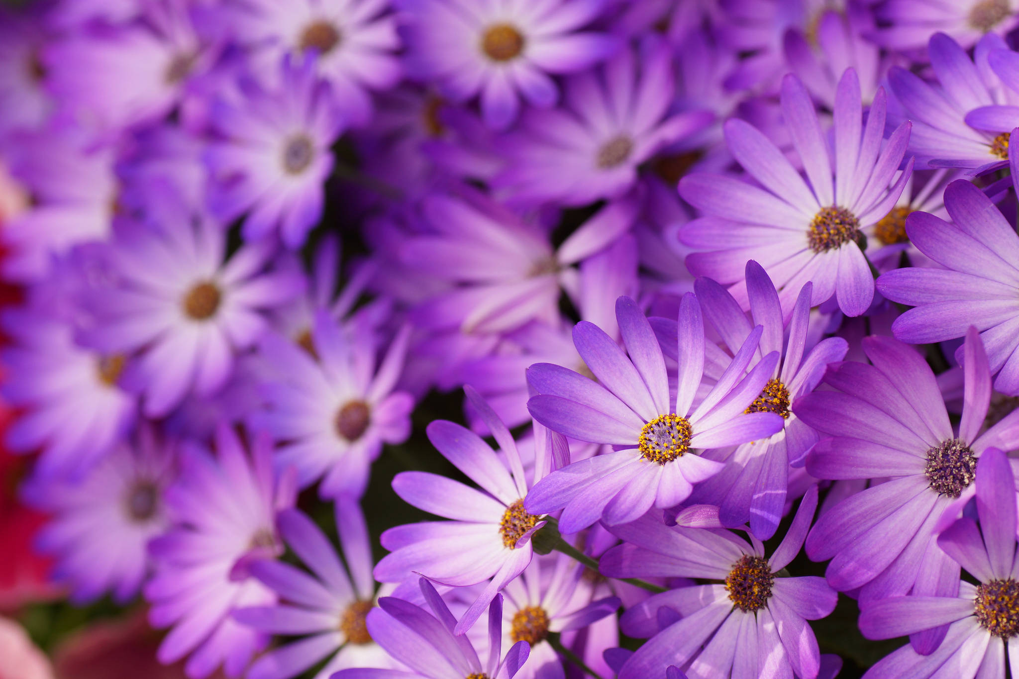 lovely purple daisy, purple daisies, golden centers, Full HD Desktop Wallpaper