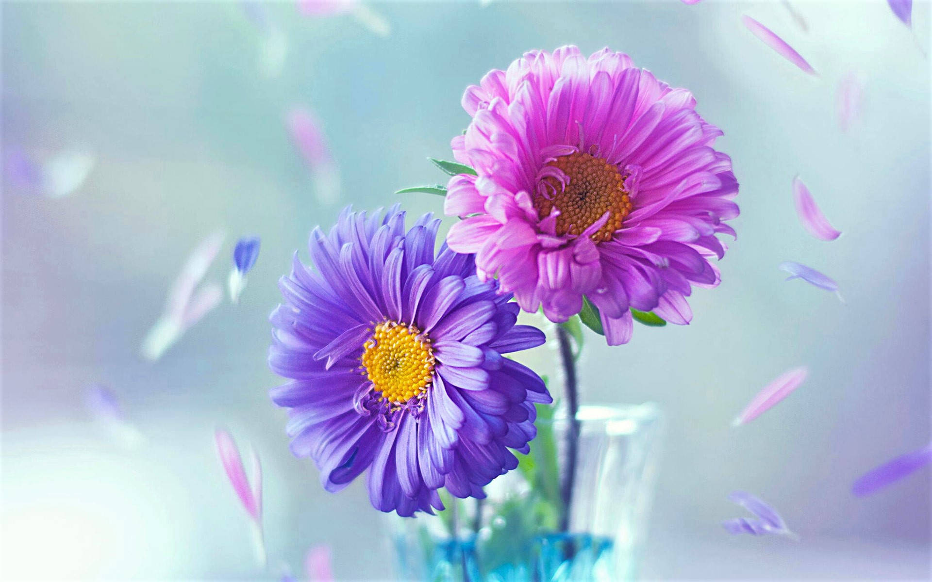 pink daisy, purple daisy, yellow centers, Full HD Desktop Wallpaper