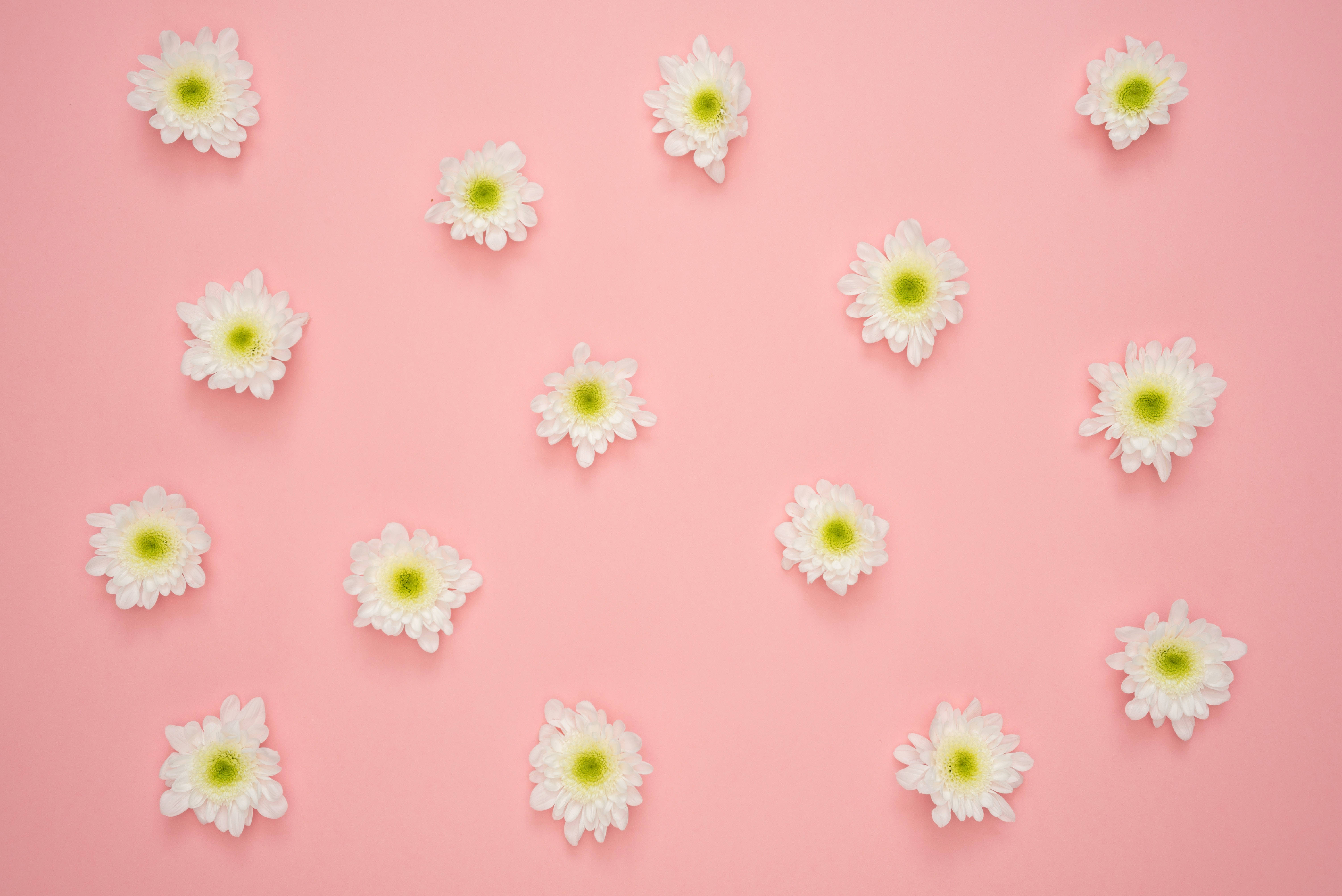 4K tablet, vibrant pink daisies, white daisies, 5K Desktop Wallpaper