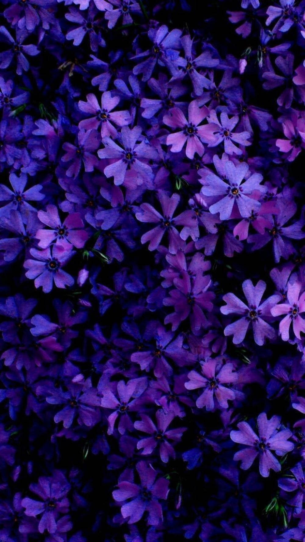 violet daisy flowers, deep black background, vibrant purple flowers, HD Phone Wallpaper