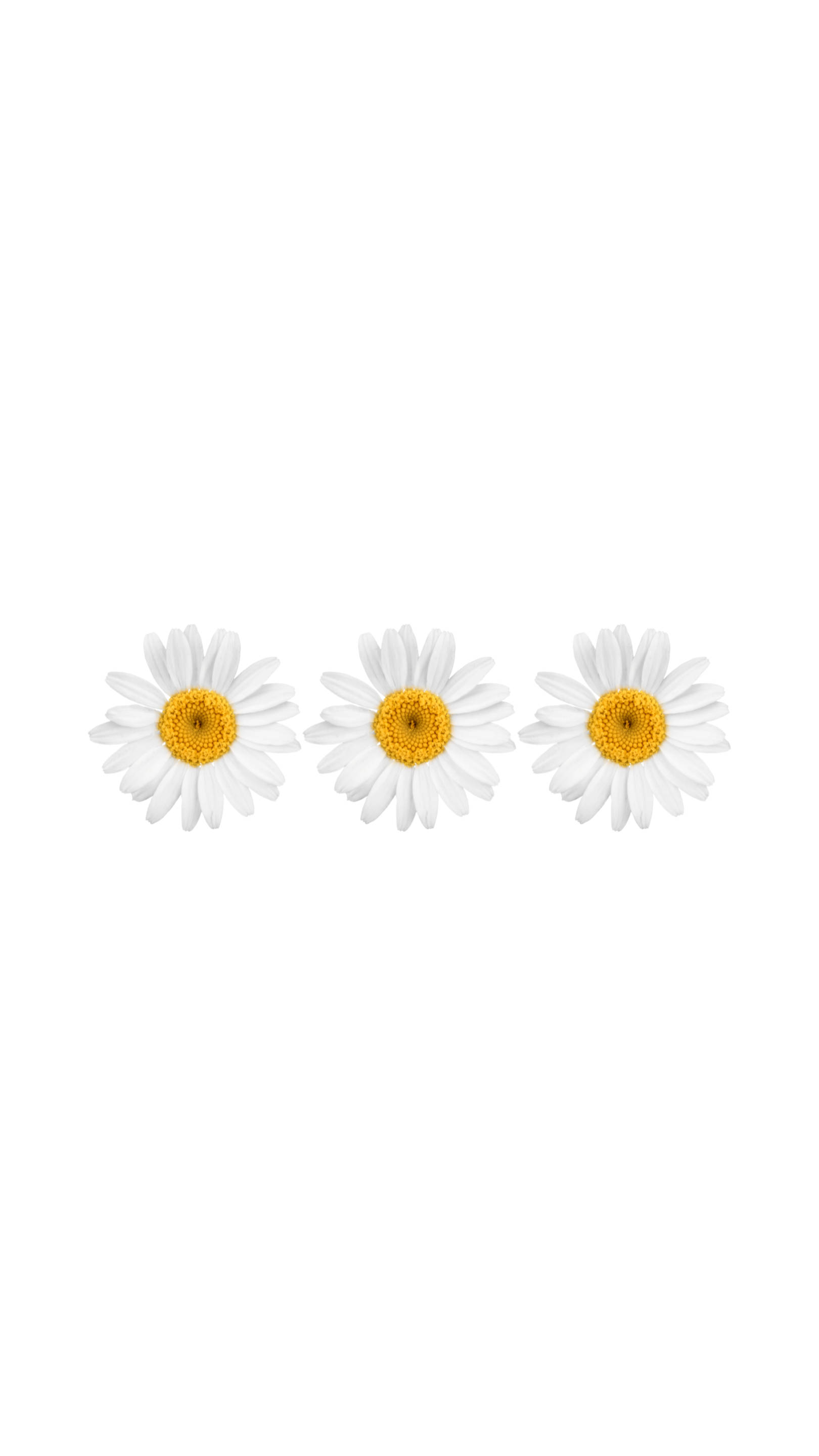 white flower pins, daisies, white petals, 2K Phone Wallpaper