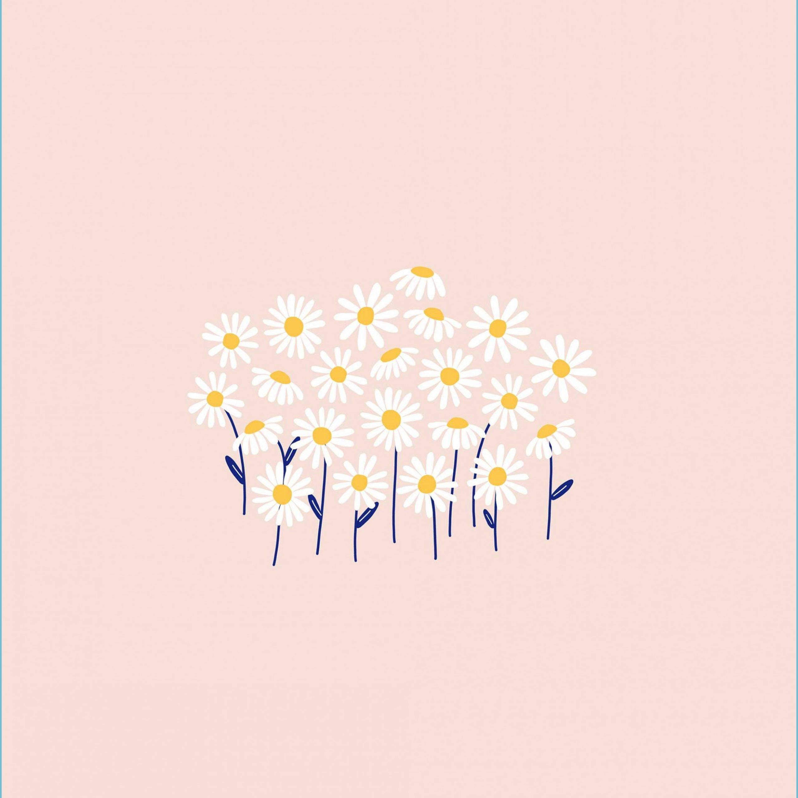 white daisies, yellow centers, blue stems, 2K Desktop Wallpaper