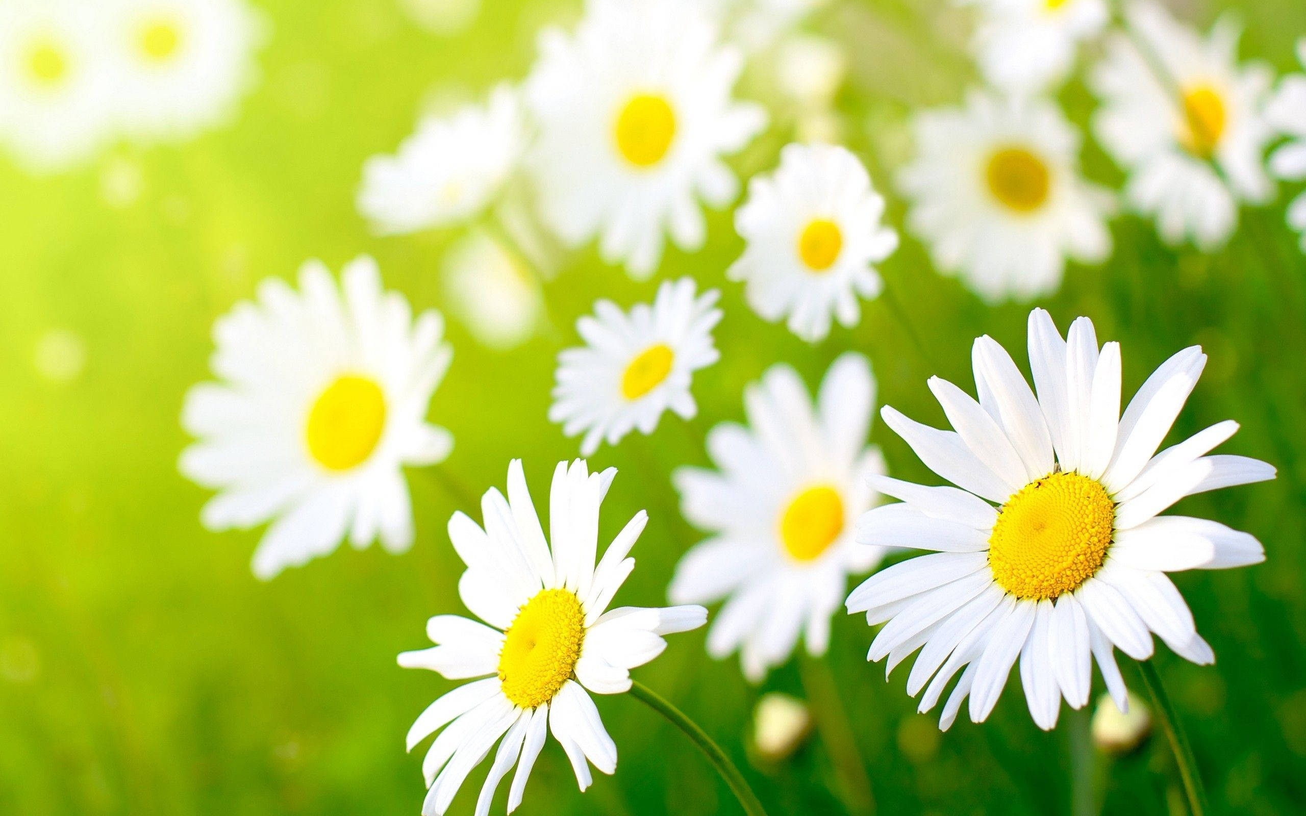 white daisy flower, sunlit green meadow, bright yellow centers, 2K Desktop Wallpaper
