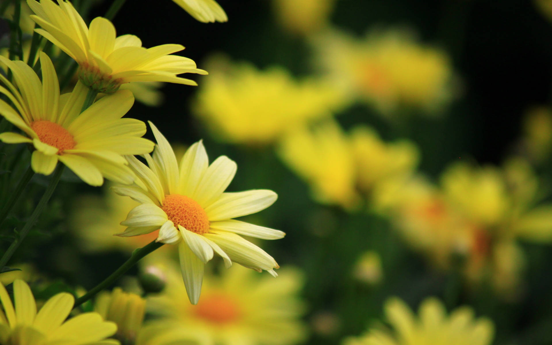 yellow daisy flowers, orange centers, dark green background, Full HD Desktop Wallpaper
