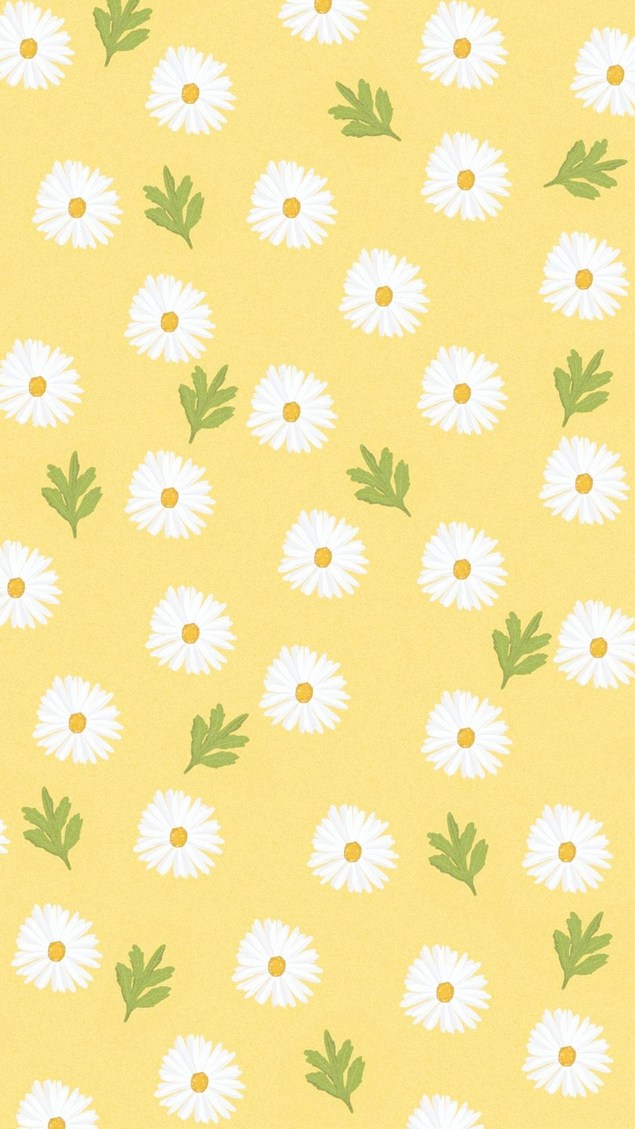 white daisy, yellow centers, green leaves, Full HD Phone Wallpaper