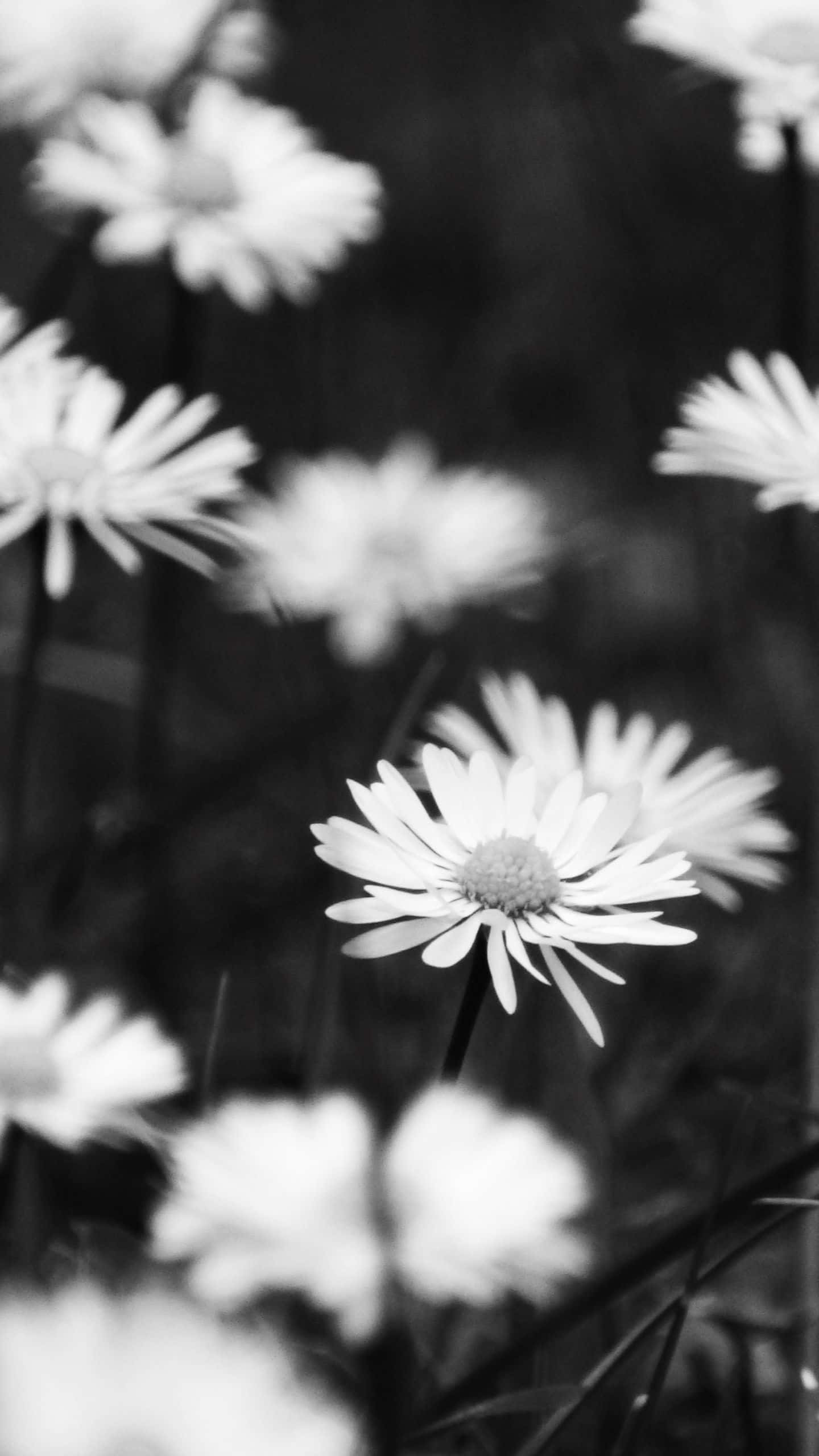 daisies, black and white, close-up, 2K Phone Wallpaper