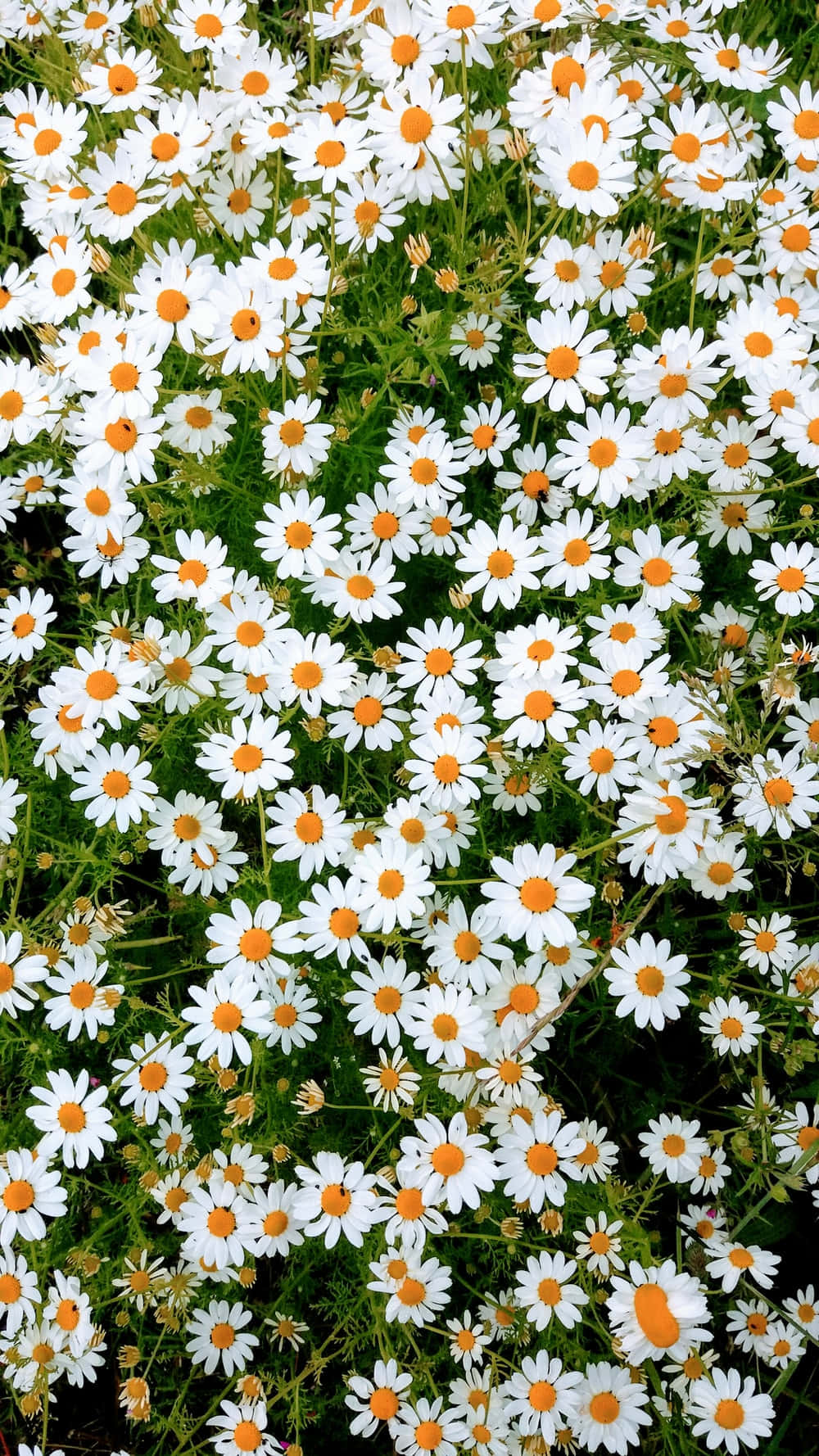 Bed of Spring Daisy, white daisies, bright orange centers, HD Phone Wallpaper