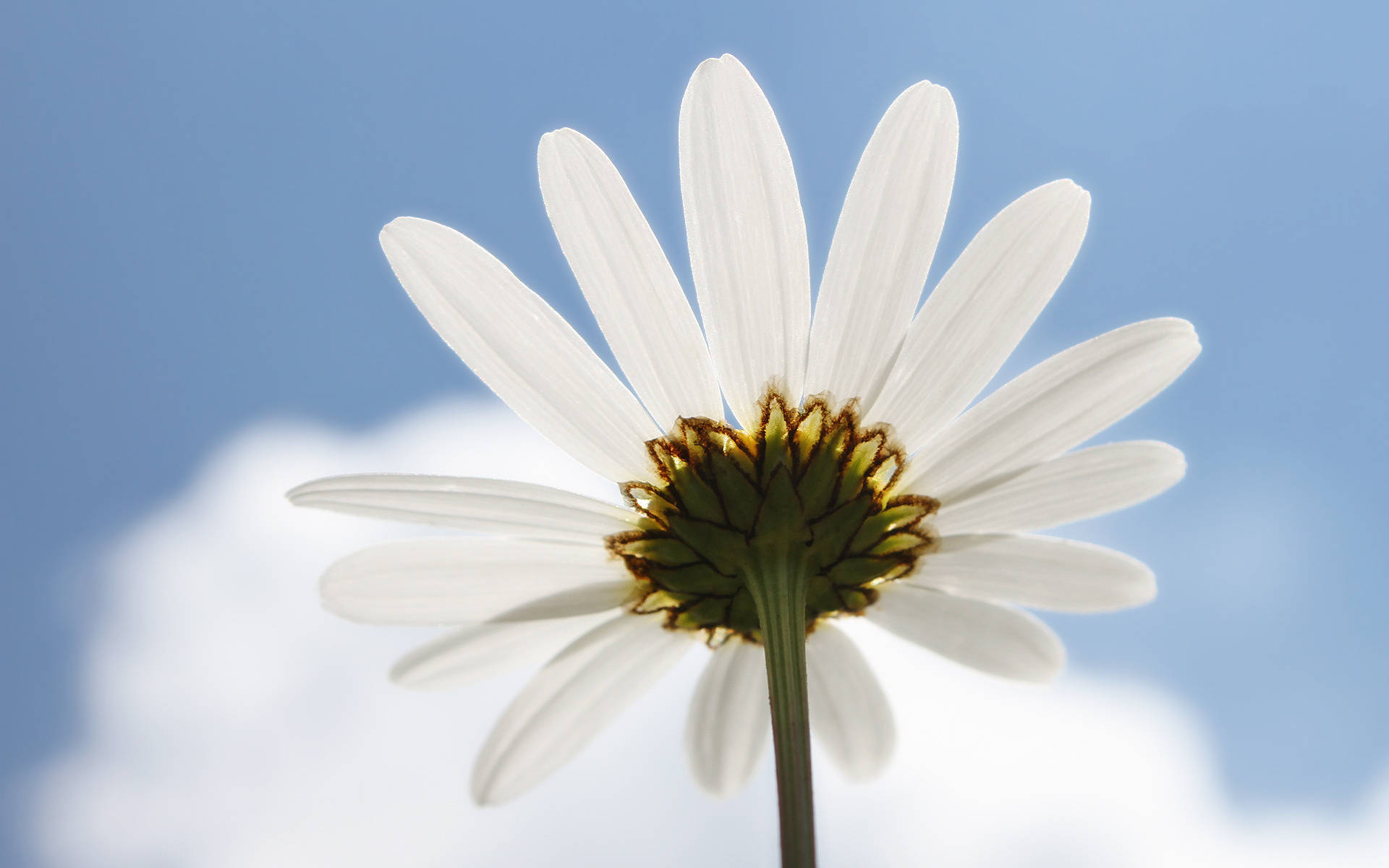 white daisy, yellow center, bright blue sky, Full HD Desktop Wallpaper