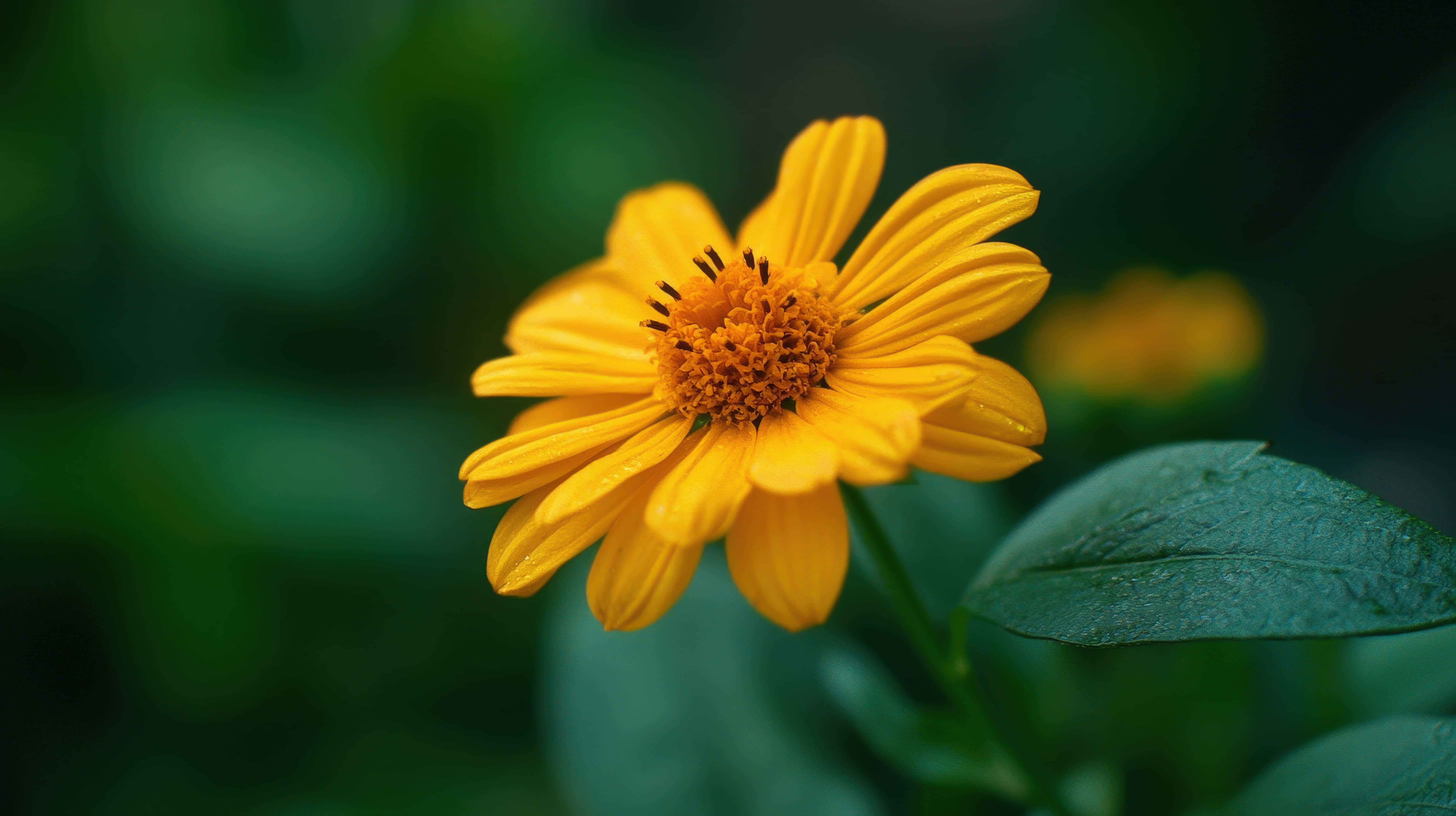 bright yellow daisy flower, dewdrops, green leaves, 8K Desktop Wallpaper