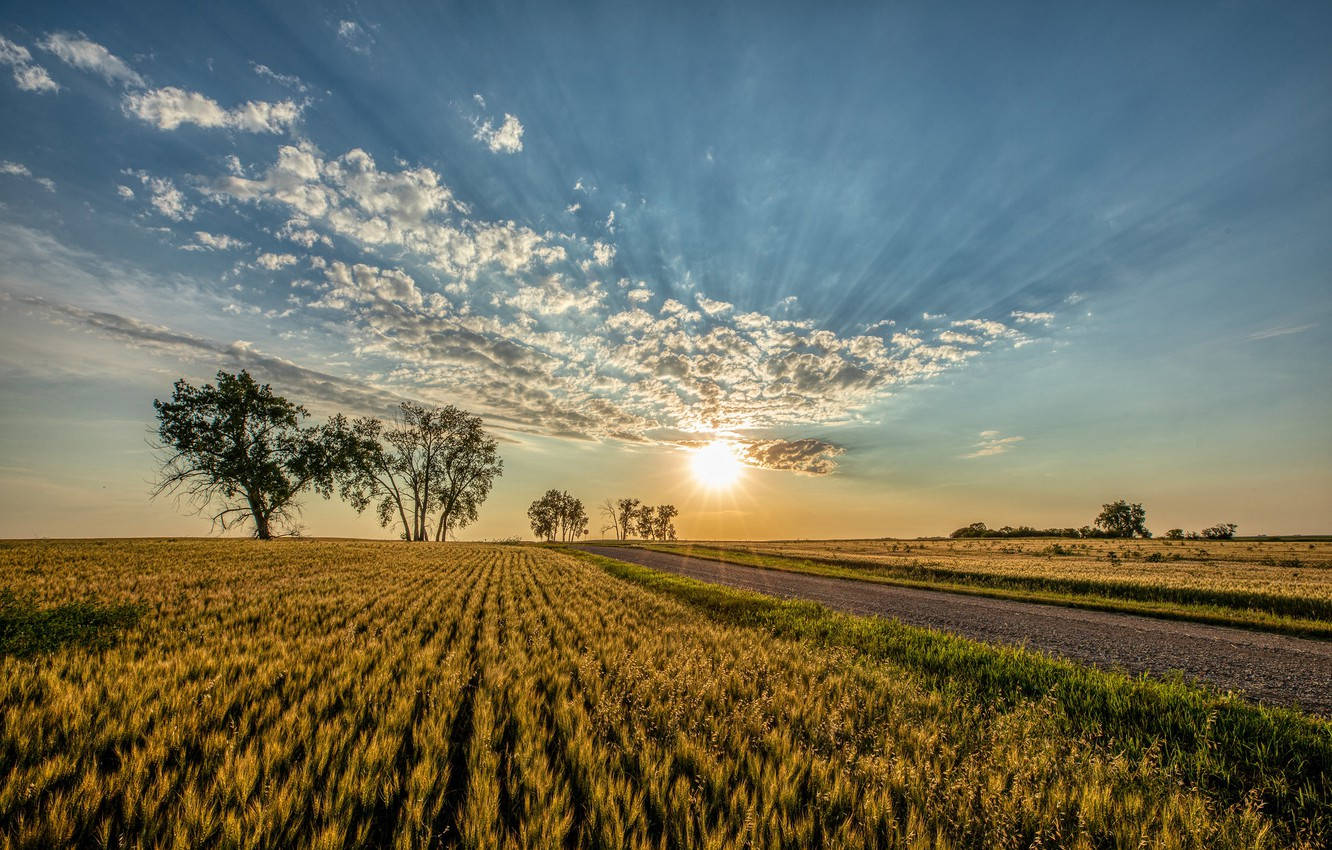 sunset, golden wheat fields, vibrant blue sky, HD Desktop Wallpaper