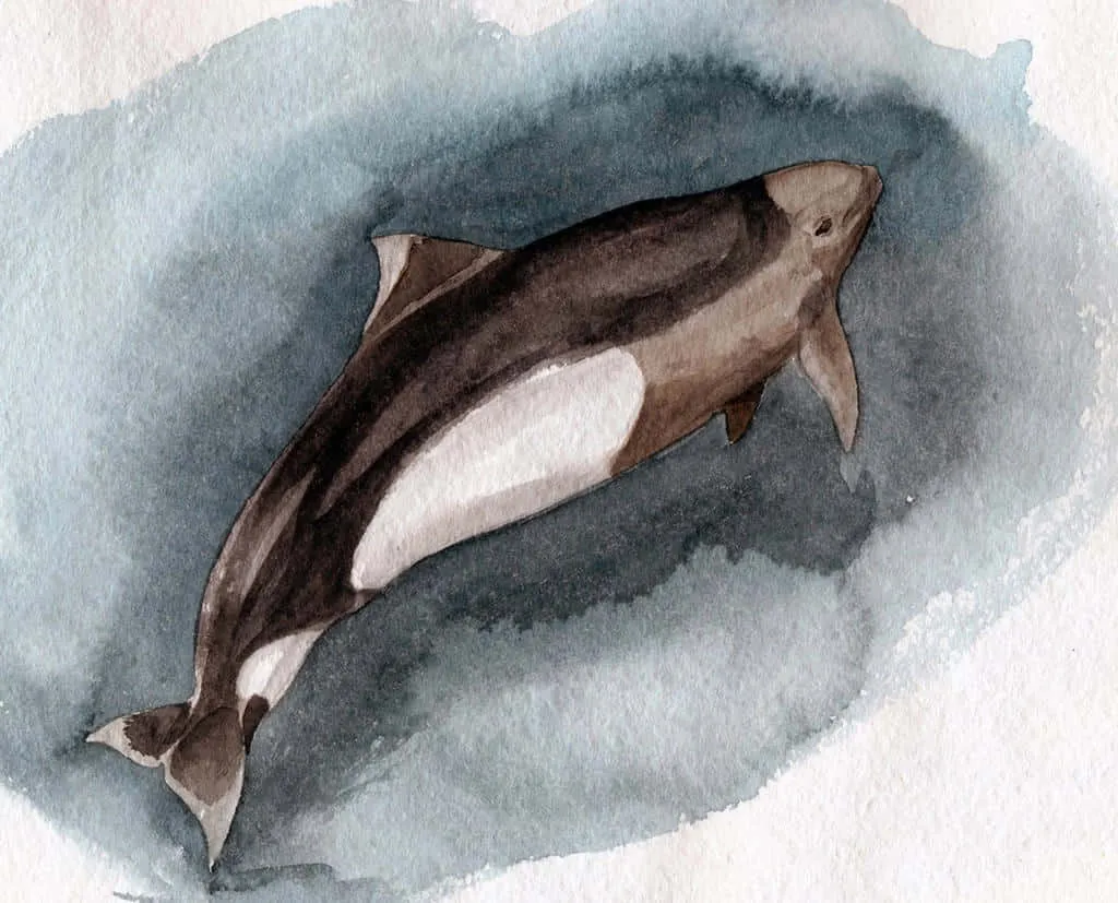 Dall’s Porpoise