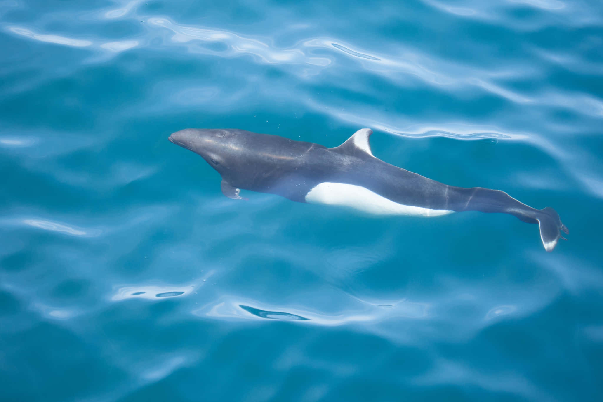 Dall’s Porpoise, dark gray, white, Full HD Desktop Wallpaper