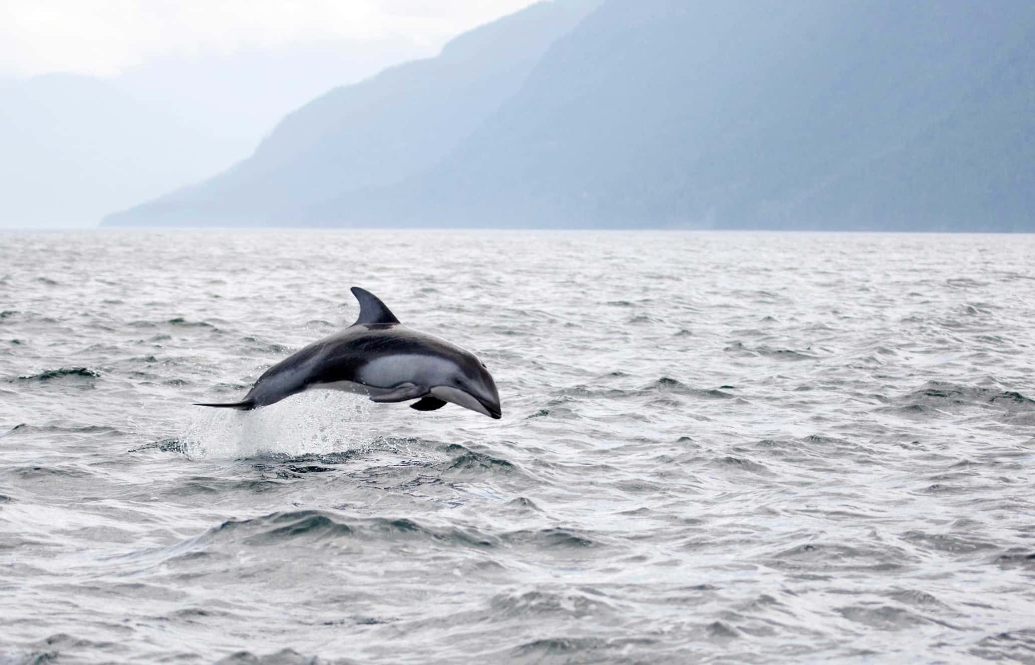 Dall’s Porpoise, leaping, choppy gray waters, Full HD Desktop Wallpaper