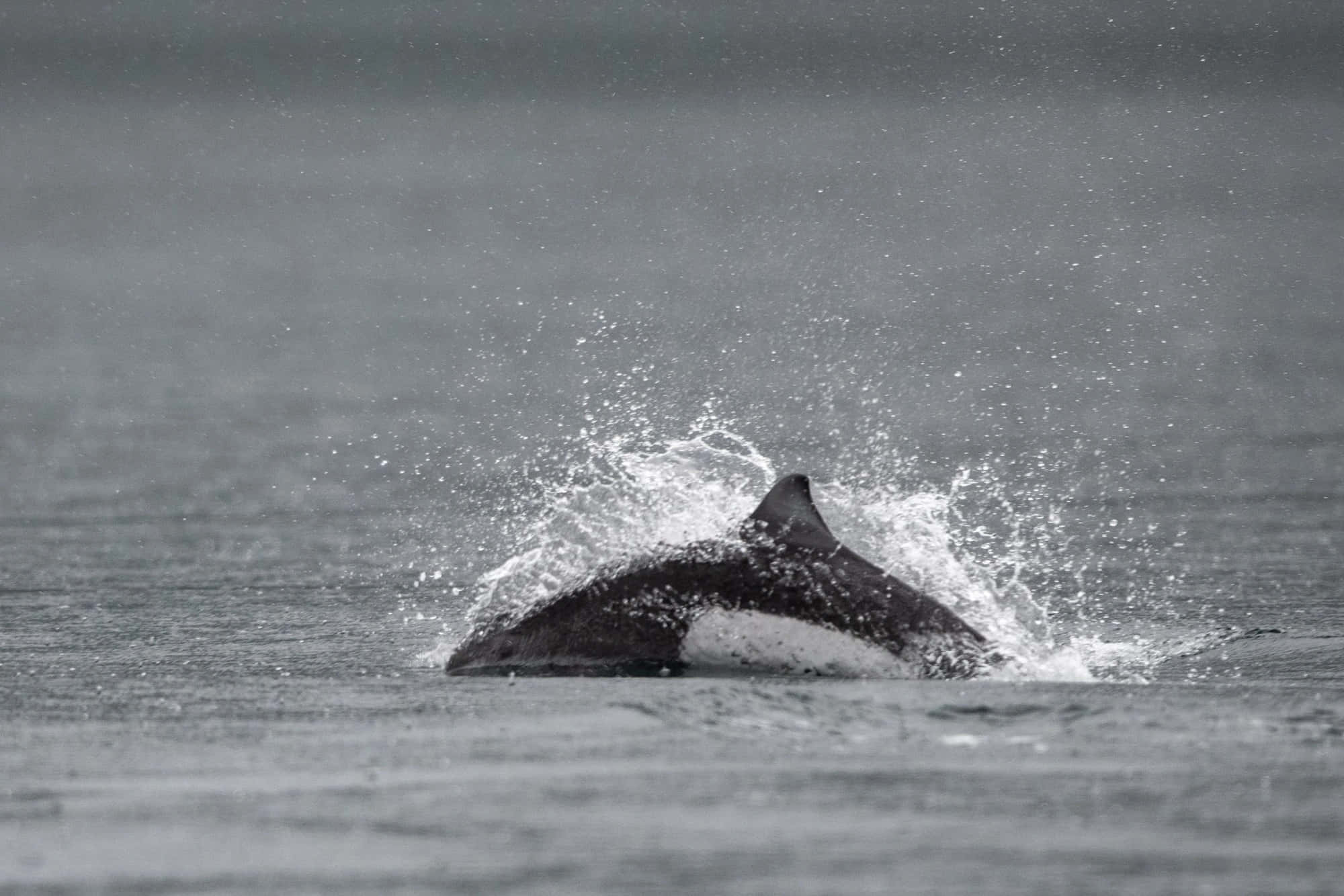 Dall’s Porpoise, ocean surface, dramatic splash, Full HD Desktop Wallpaper