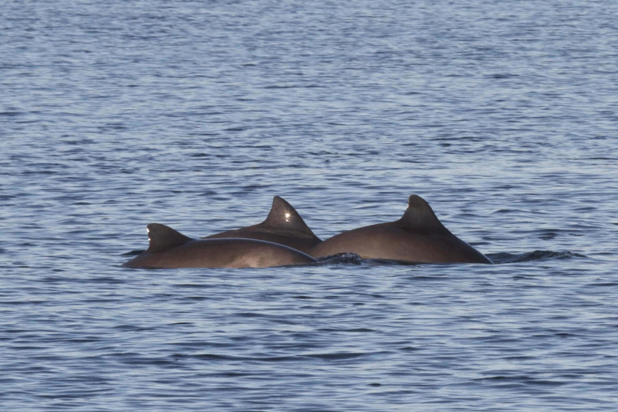 Dall’s Porpoise, pair swimming, calm blue water, Full HD Desktop Wallpaper