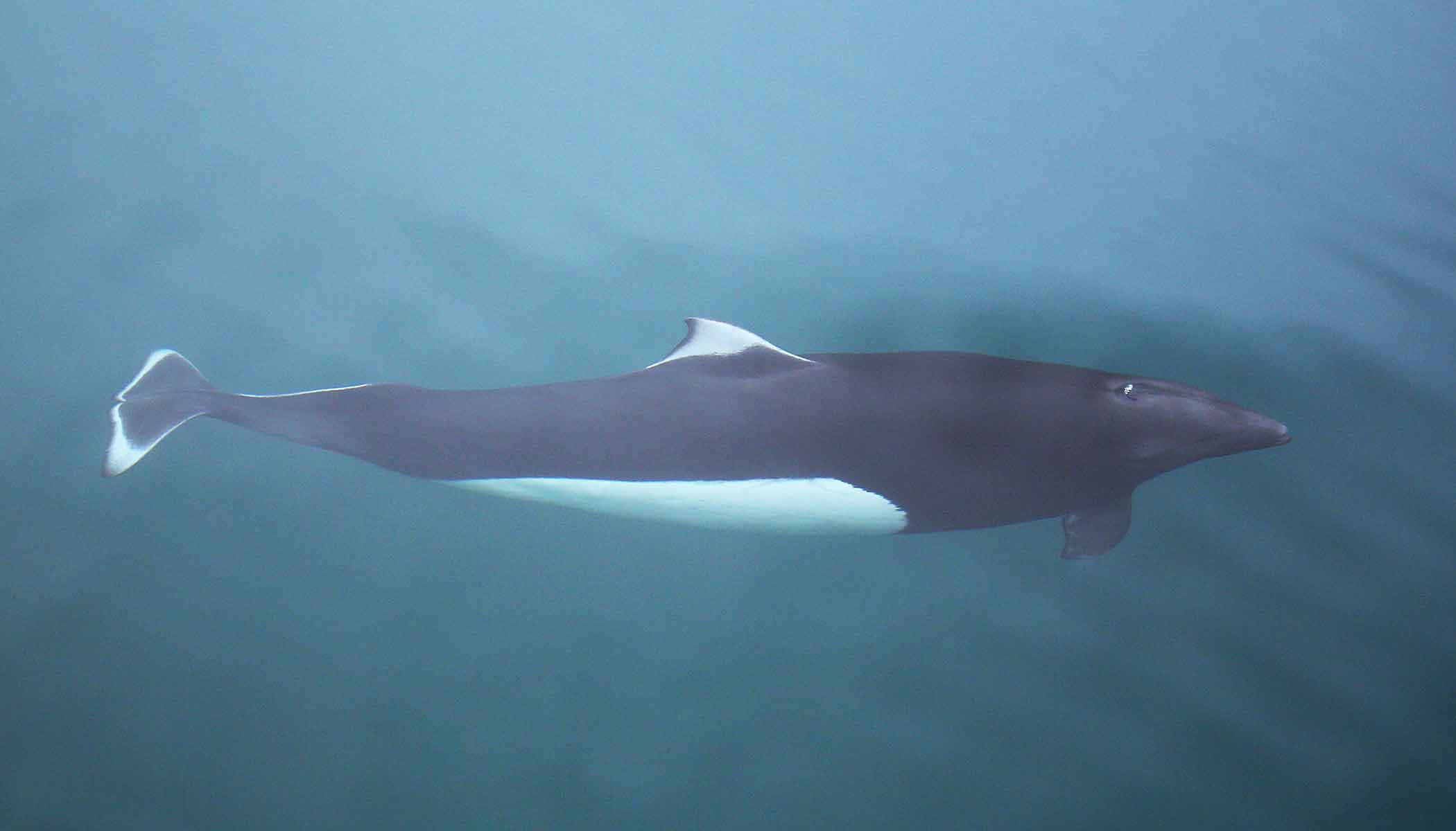 Dall’s Porpoise, dark gray, white underbelly, Full HD Desktop Wallpaper
