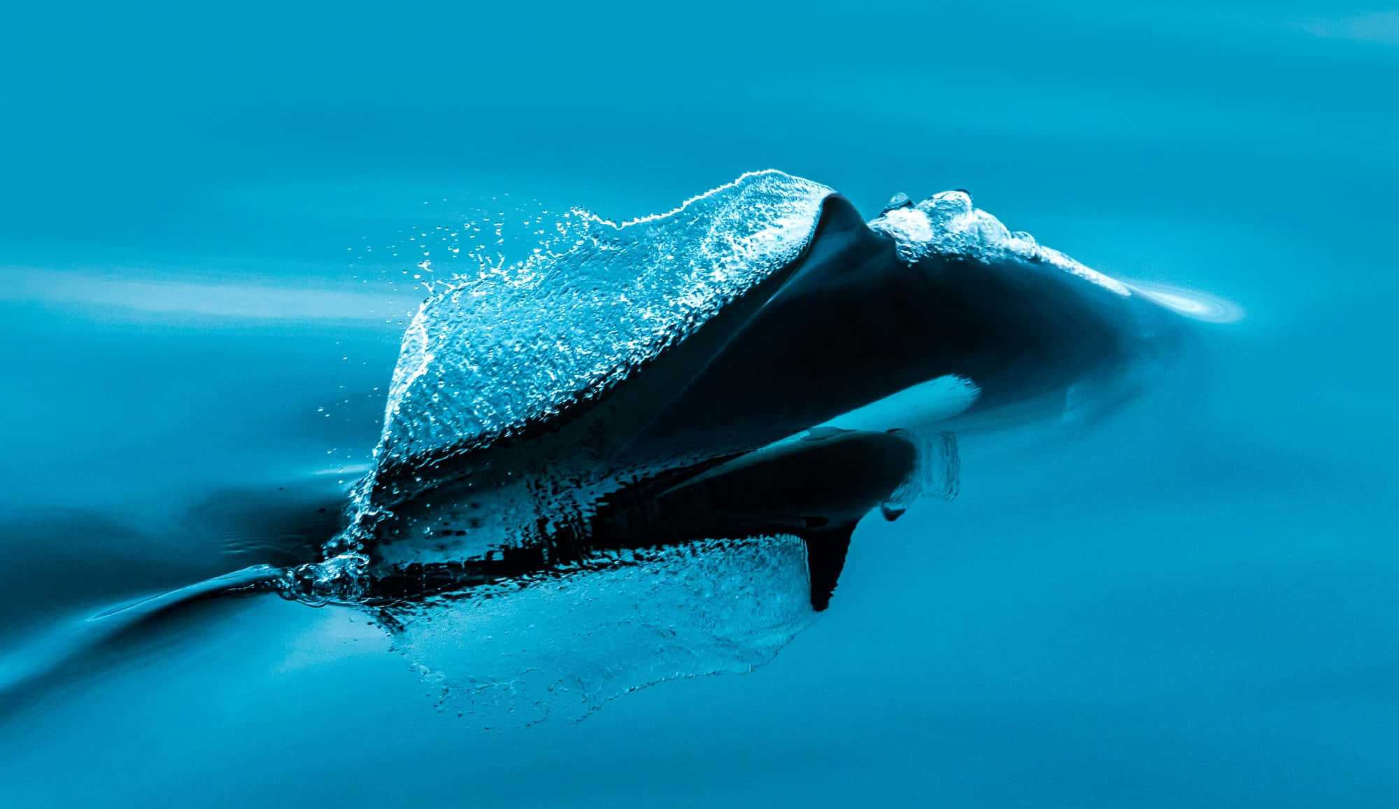 Dall’s Porpoise, vibrant turquoise water, sparkling splash, Full HD Desktop Wallpaper