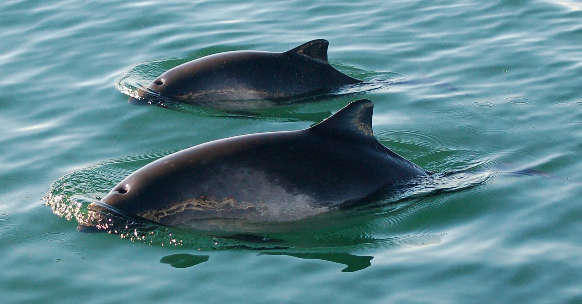 Dall’s Porpoise, pair swimming, turquoise water, HD Desktop Wallpaper