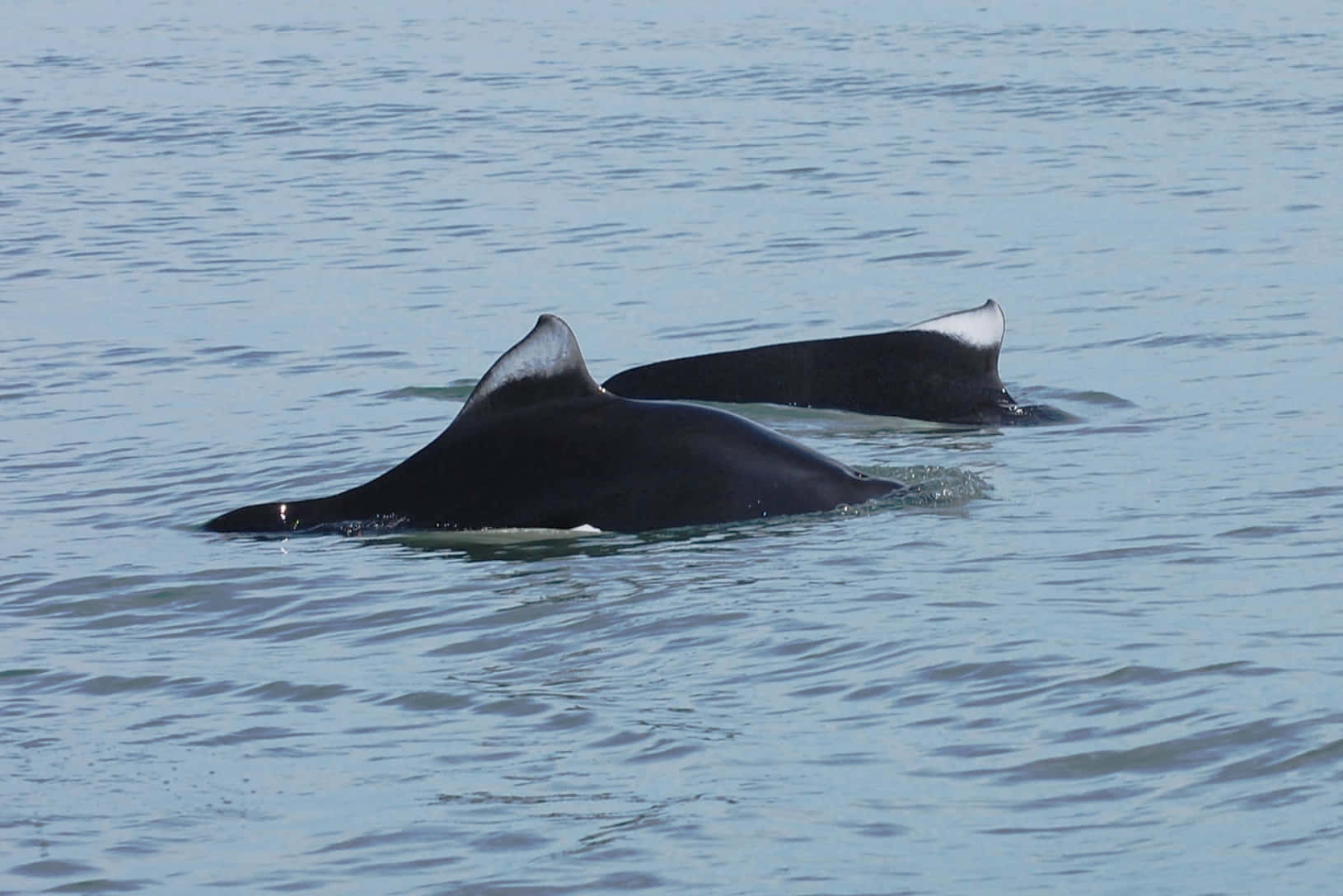 Dall’s Porpoise, pair swimming, dark dolphins, HD Desktop Wallpaper