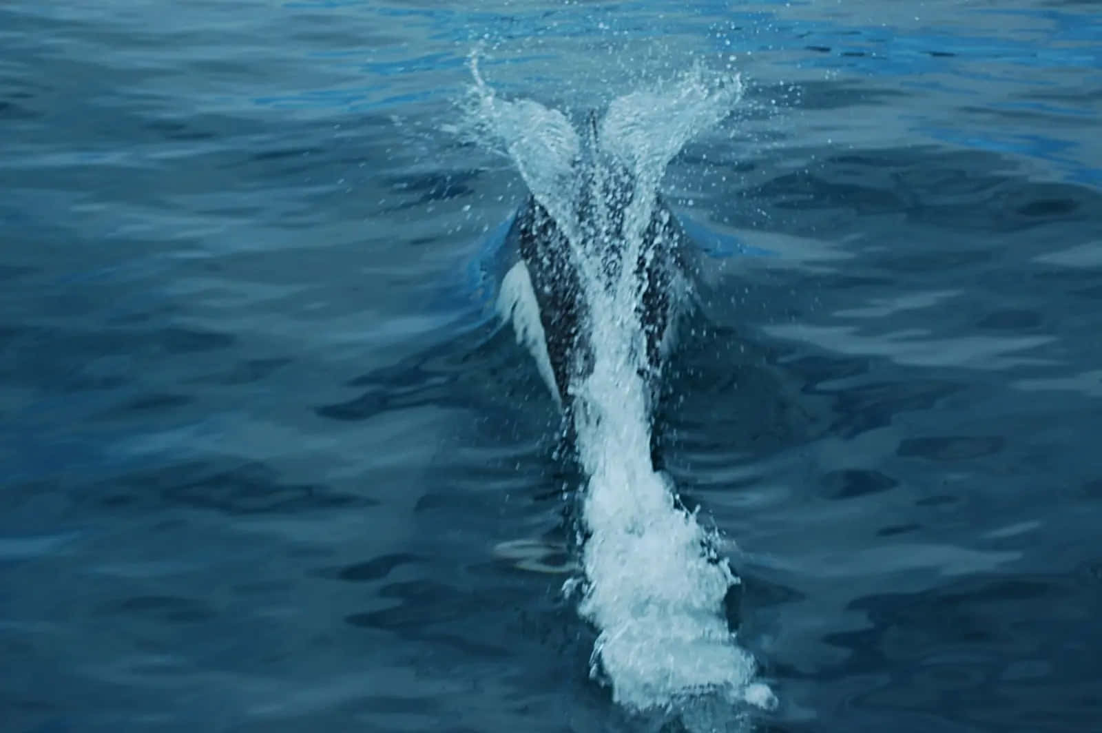 Dall’s Porpoise, deep blue ocean water, breaches the surface, HD Desktop Wallpaper