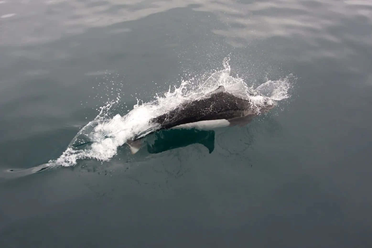Dall’s Porpoise, gray ocean surface, white foam, HD Desktop Wallpaper